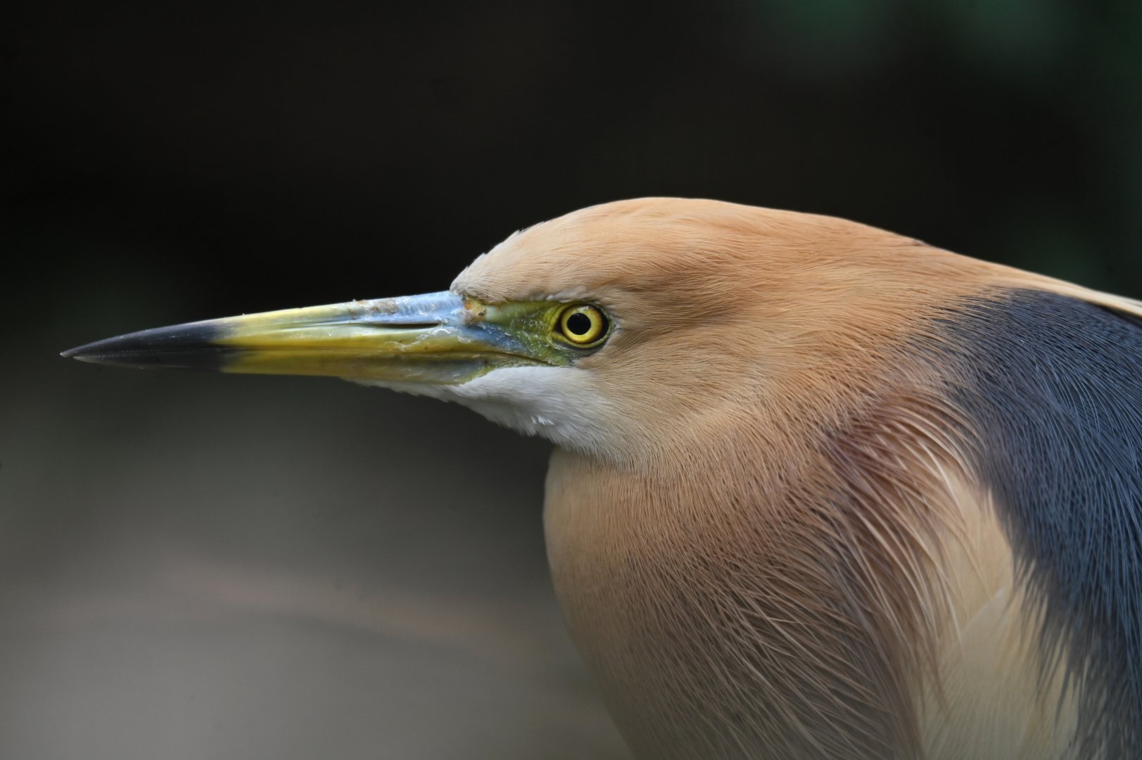 Javan Pond-Heron Ardeola speciosa
