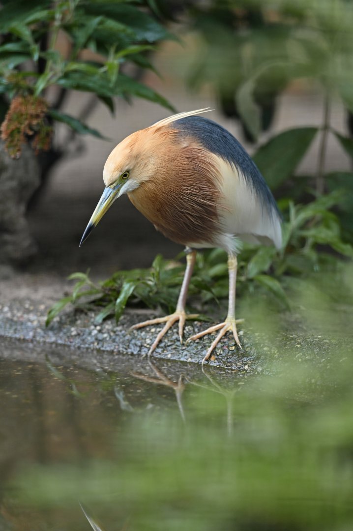 Javan Pond-Heron Ardeola speciosa