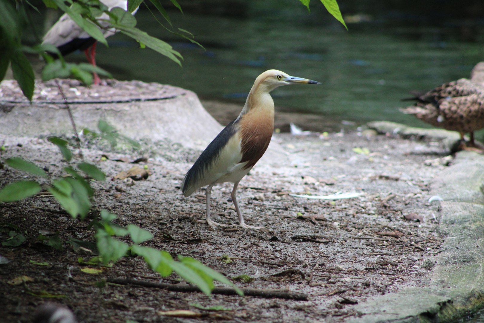 Javan Pond Heron (Ardeola speciosa)