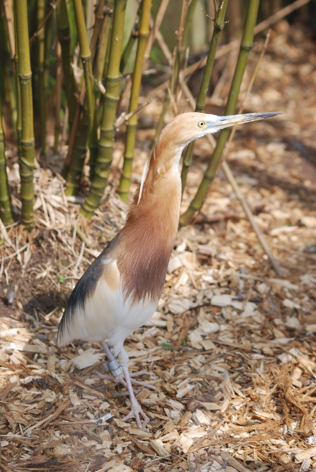 Javan Pond-Heron at Blackbrook 29/04/11