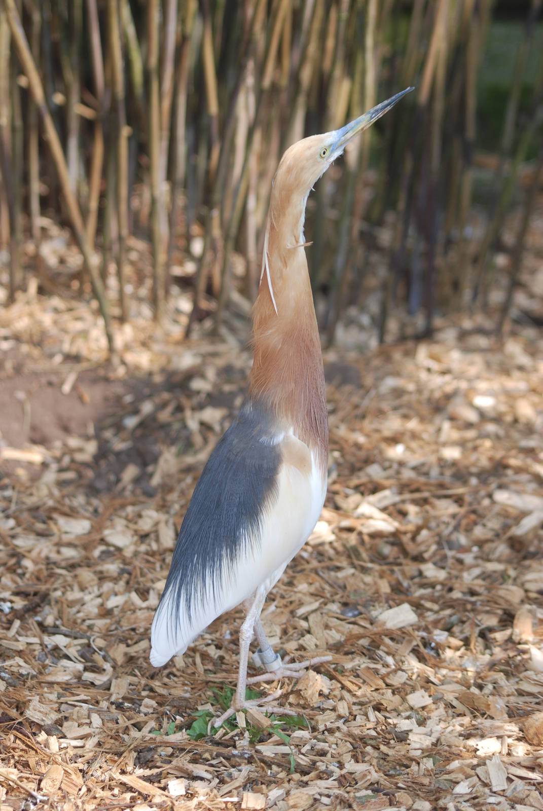 Javan Pond-Heron at Blackbrook 29/04/11