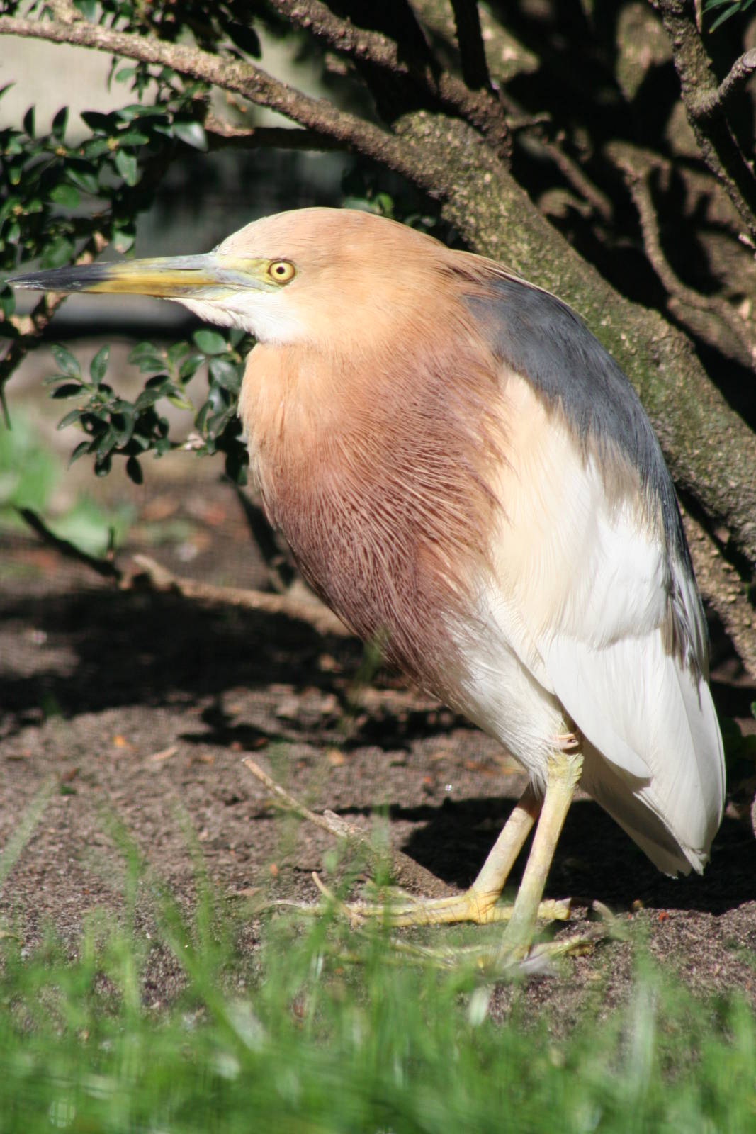 Javan Pond Heron @ Berlin Zoo; 05.09.2007