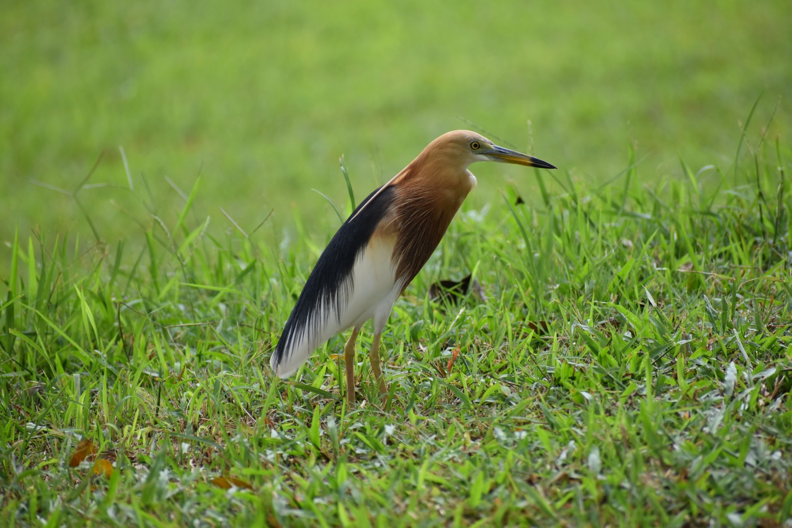 Javan Pond Heron ~ Bishan Ang mo kio Park