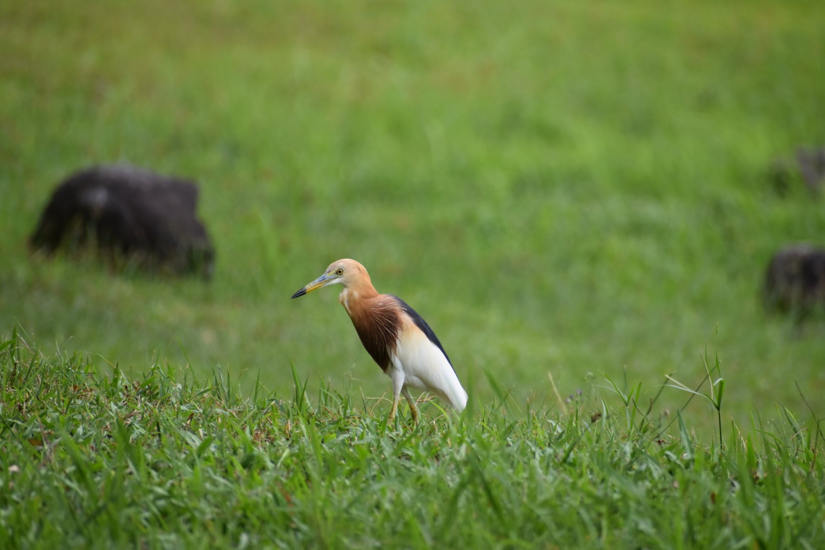 Javan Pond Heron ~ Bishan Ang mo kio Park