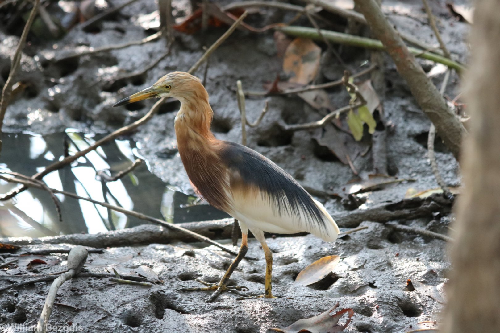 Javan Pond-heron - Laem Pak Bia