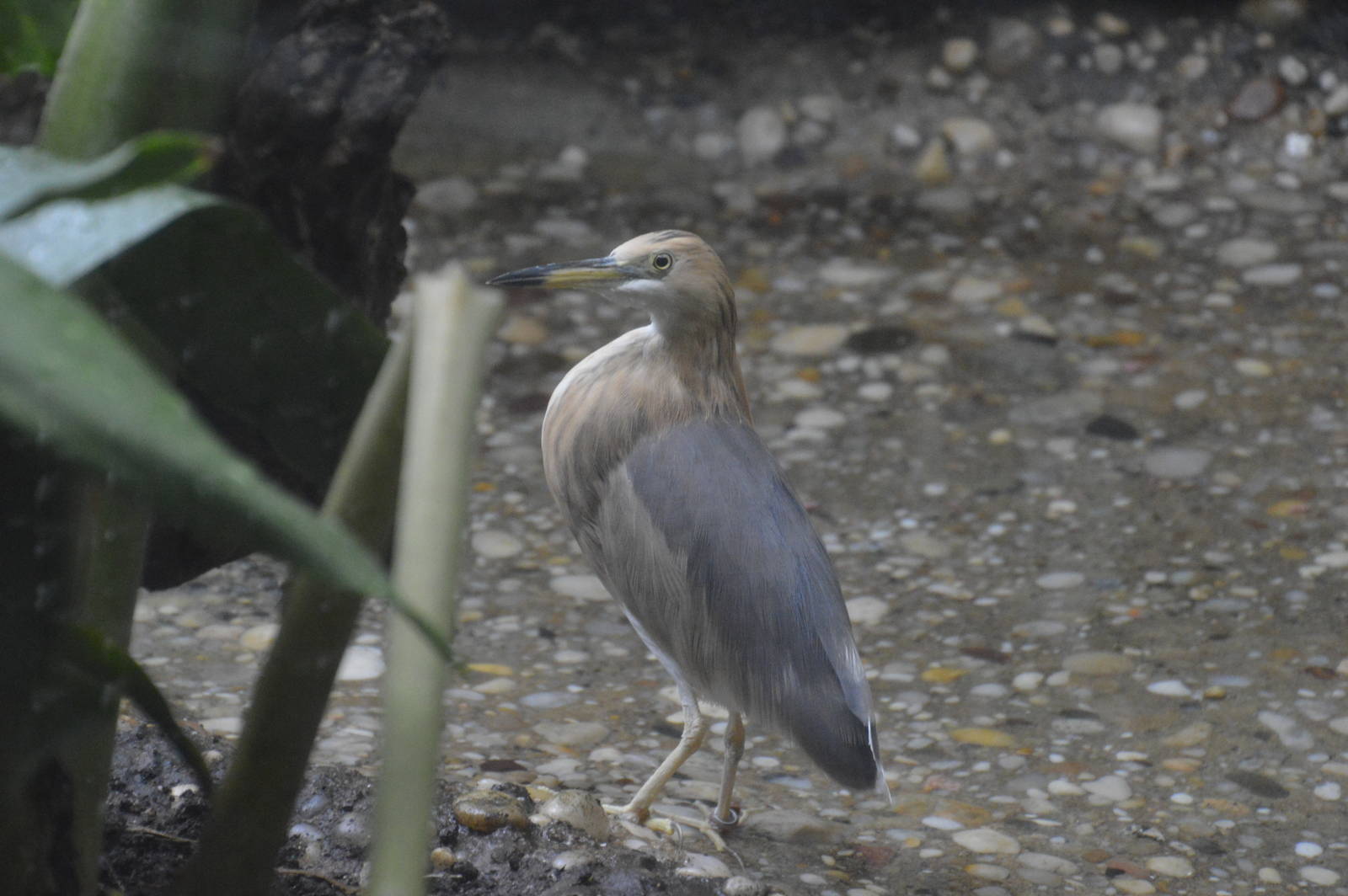 Javan Pond Heron - World of Birds 031215