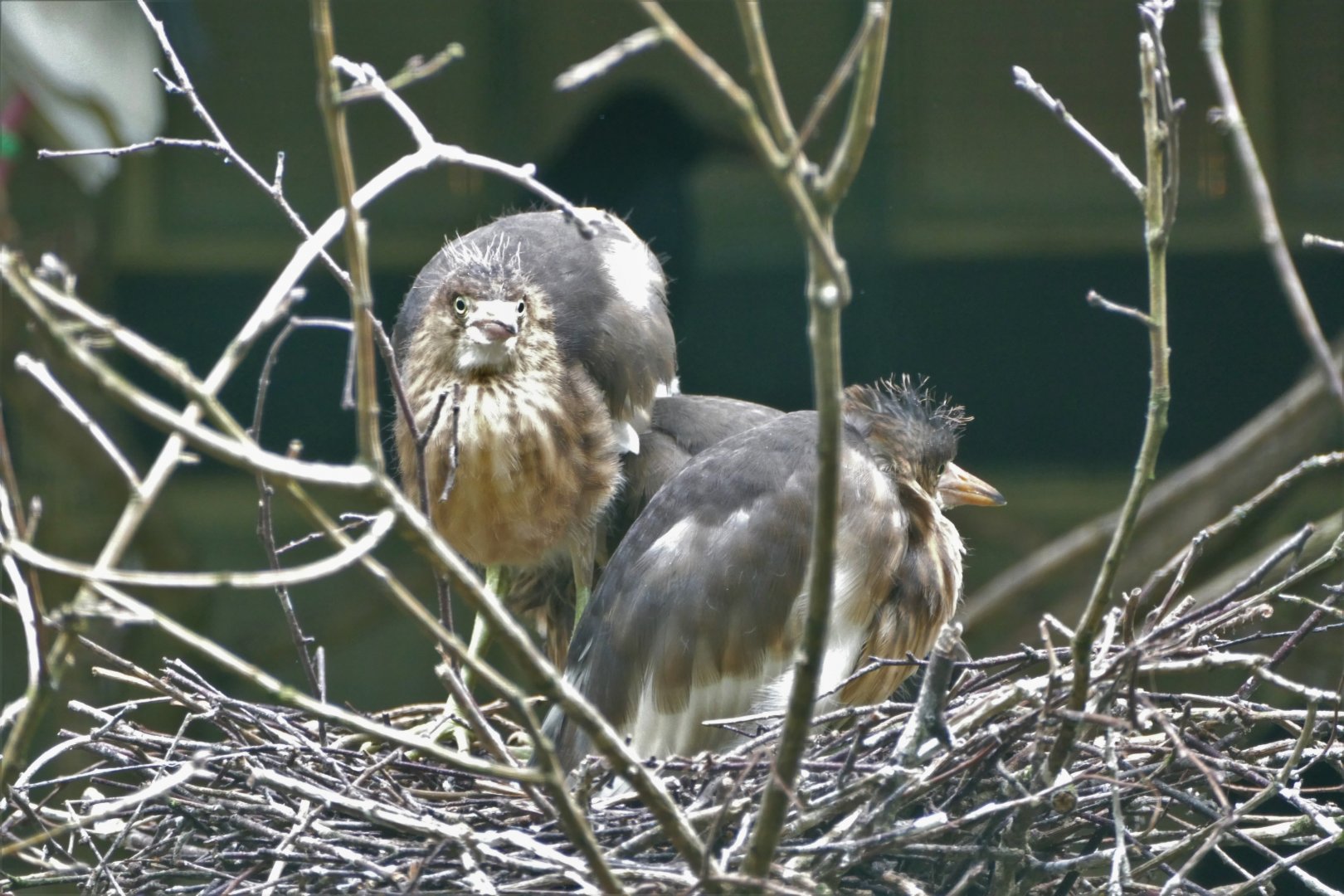 Javan pond-heron youngsters