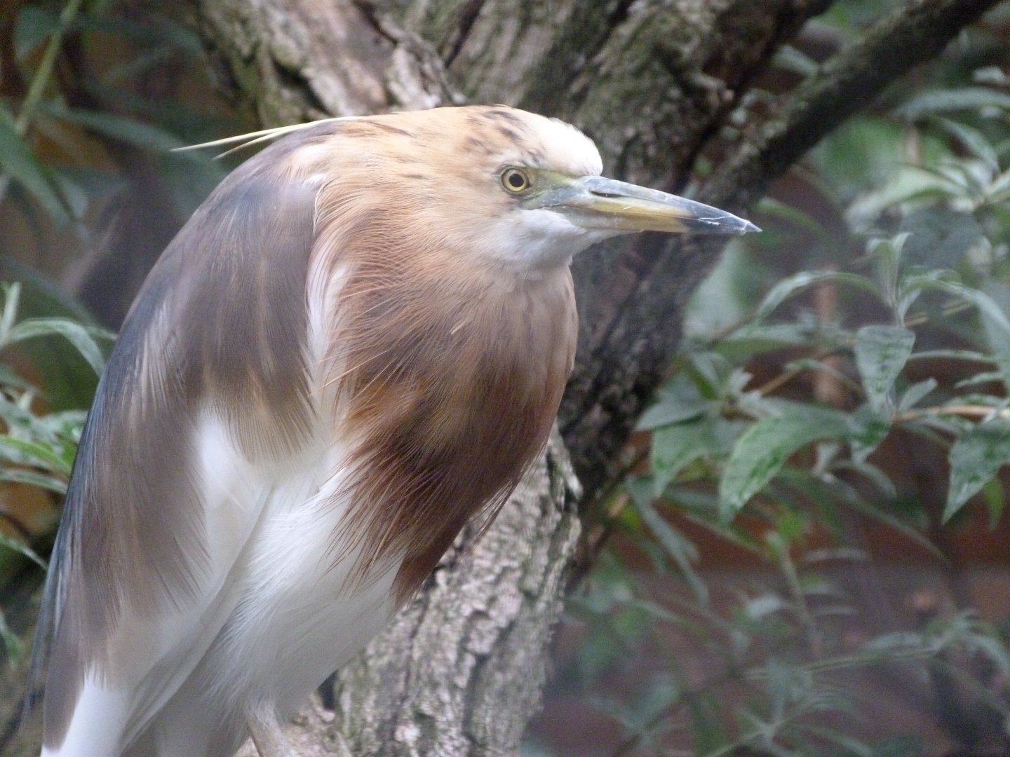 Javan pond heron -Zoologischer Garten Berlin (2024)