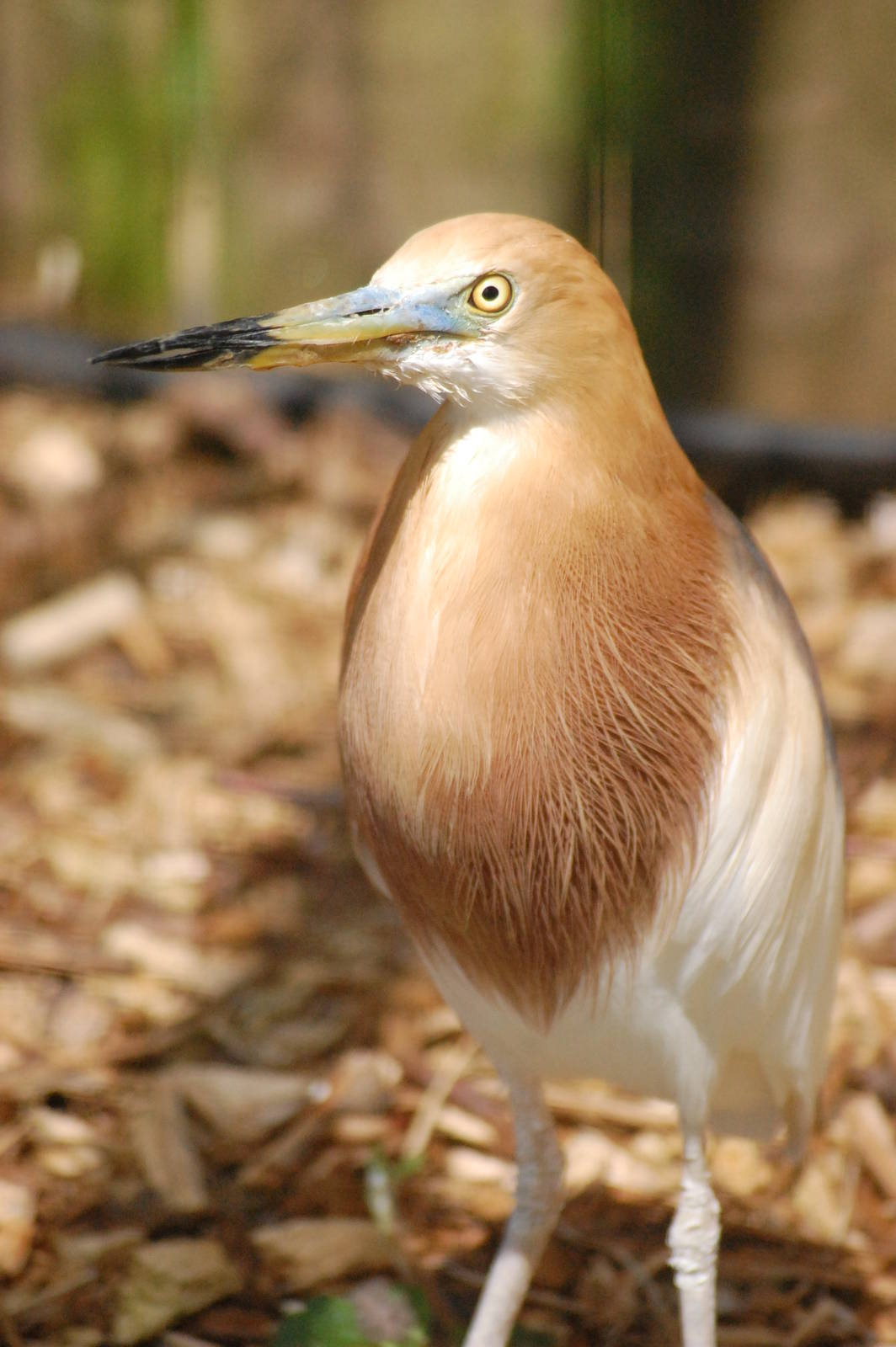 Javan pond-heron