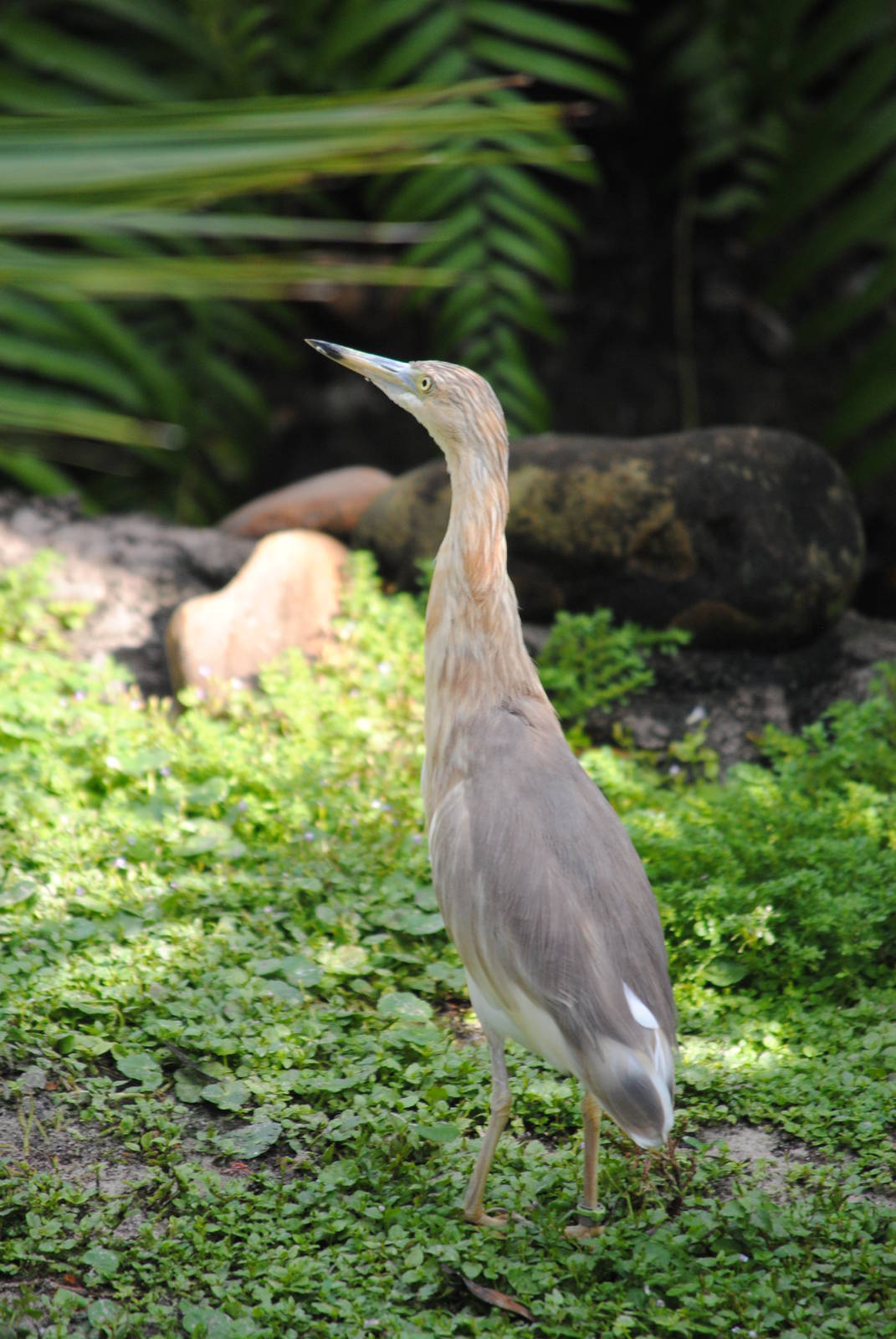 Javan Pond Heron