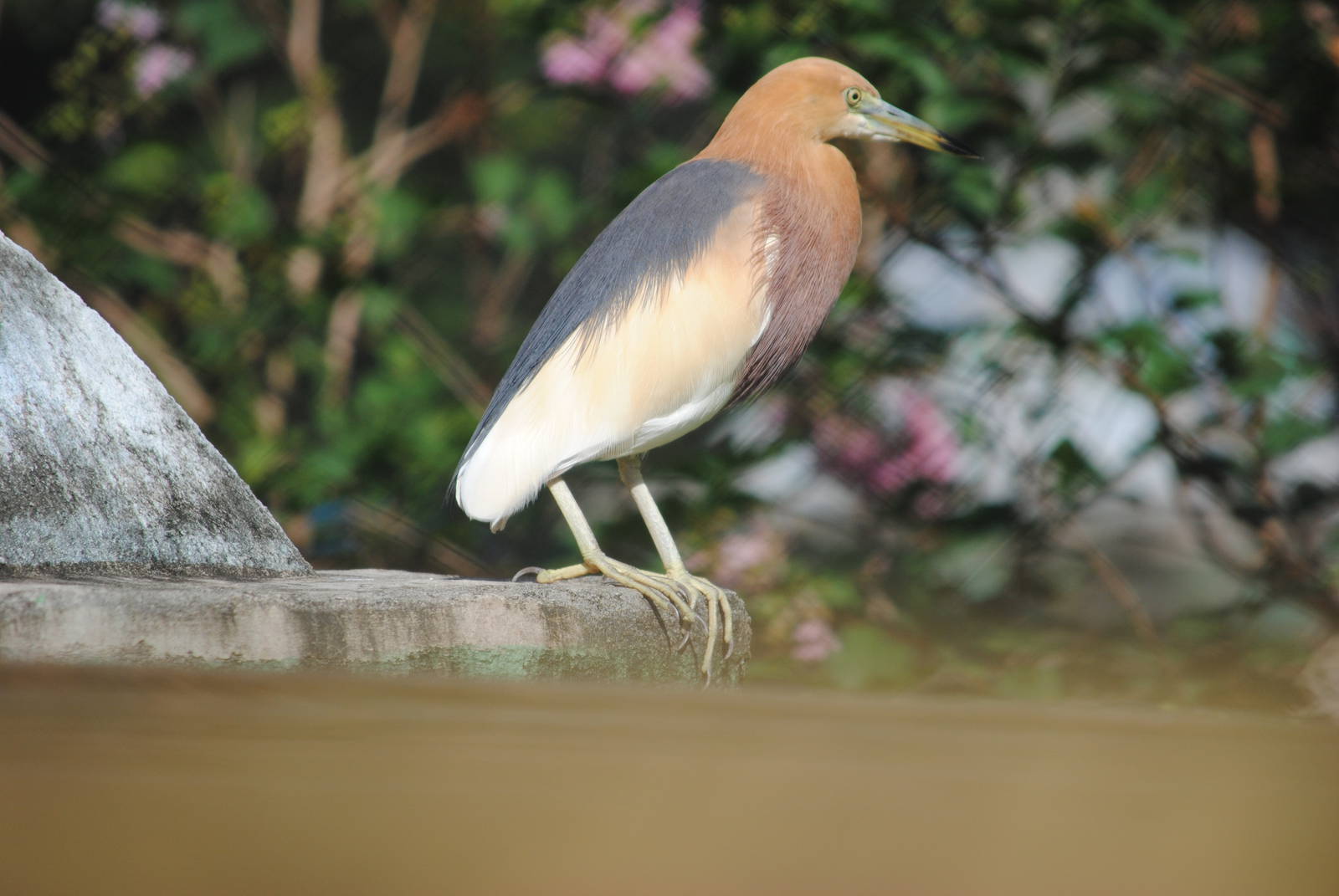 Javan Pond Heron