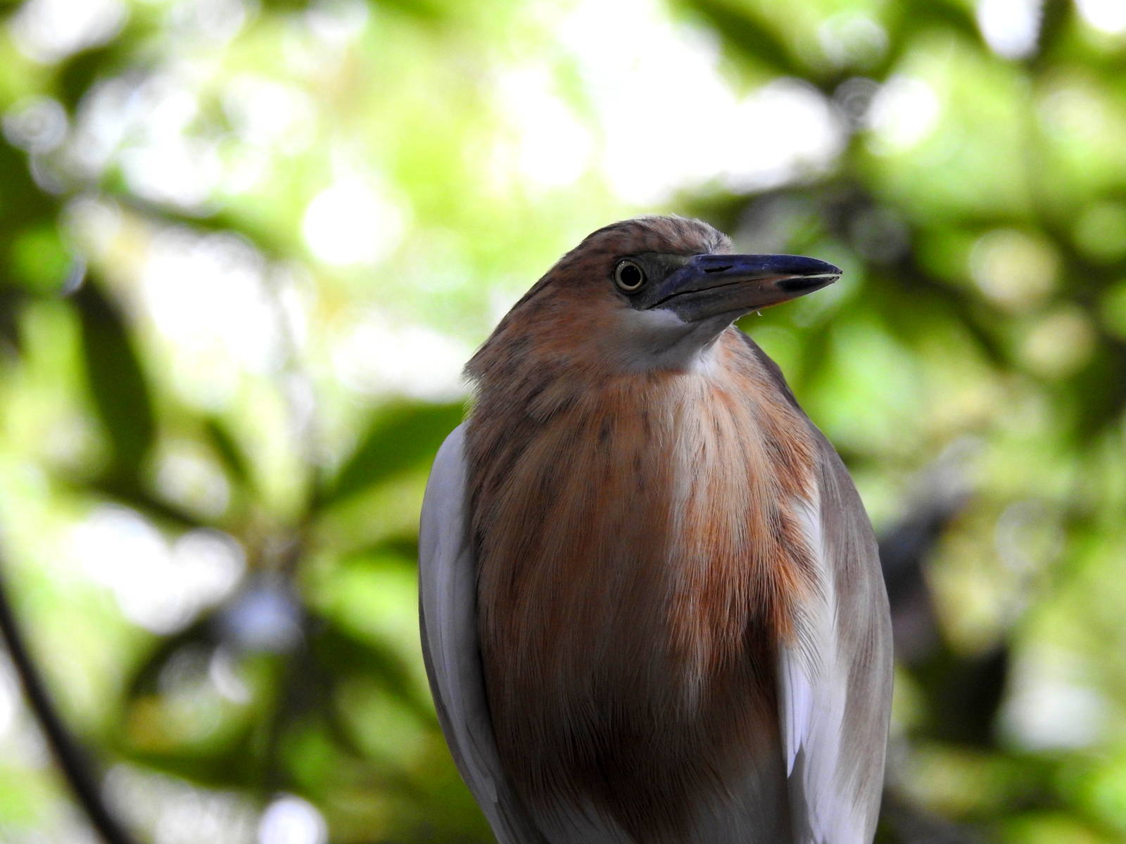 Javan Pond Heron
