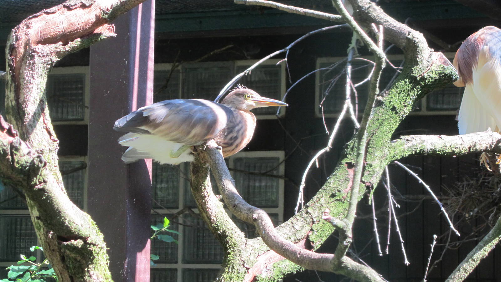 Javan pond-heron