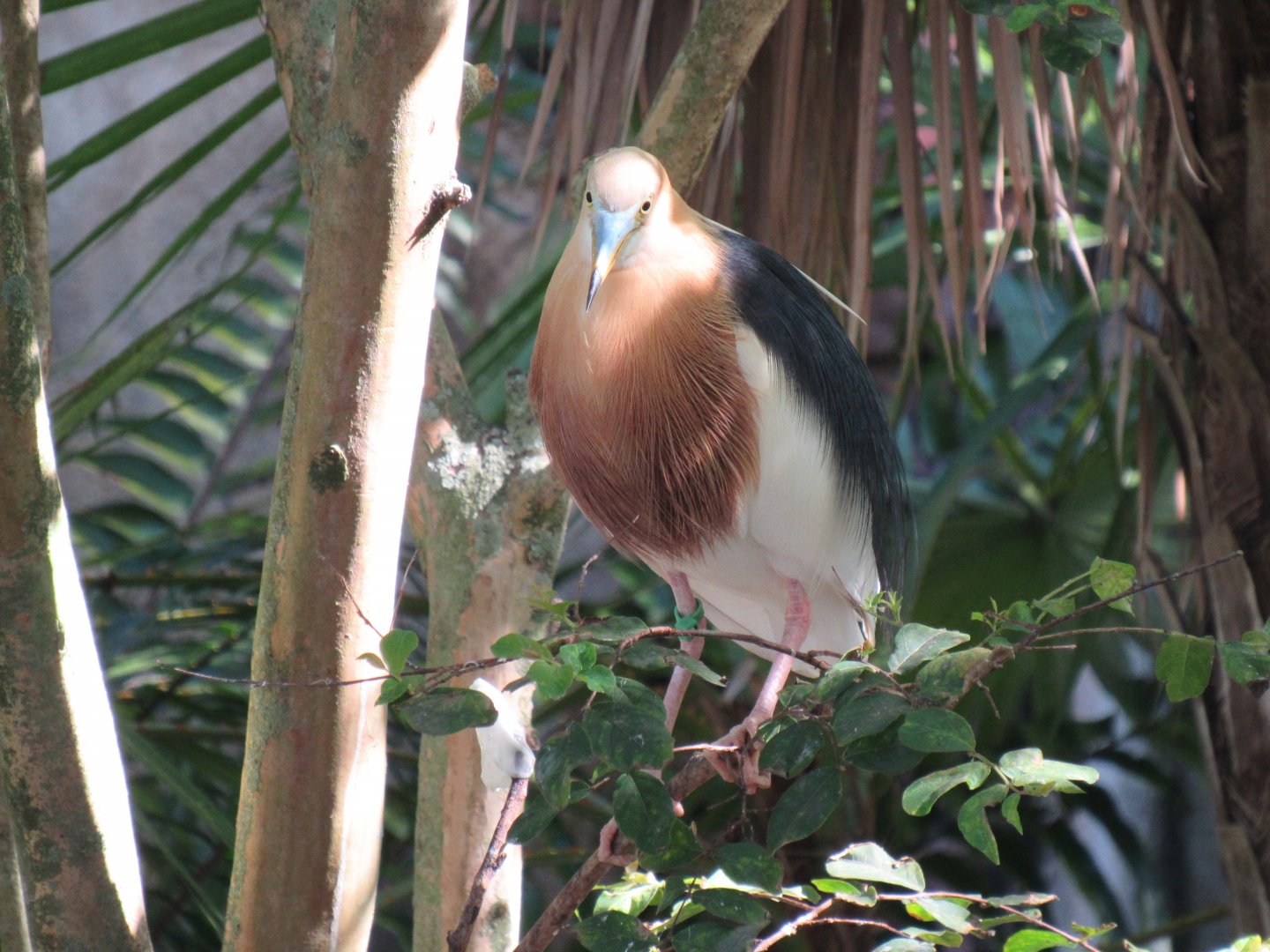 Javan Pond Heron