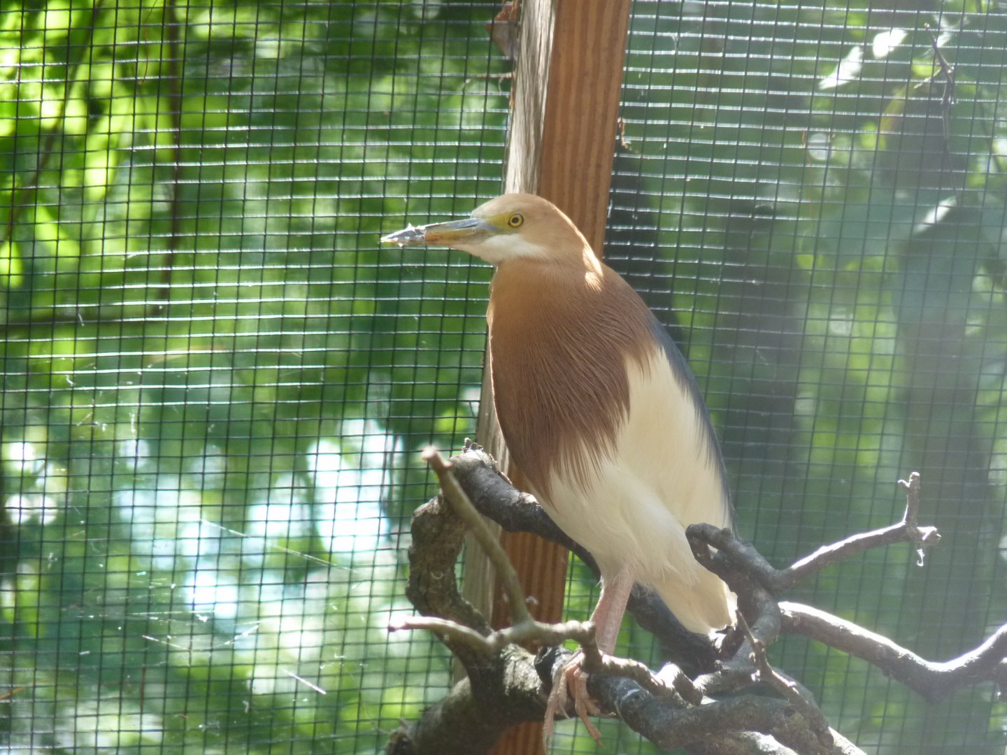 Javan pond heron