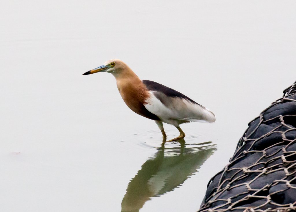 Javan Pond Heron
