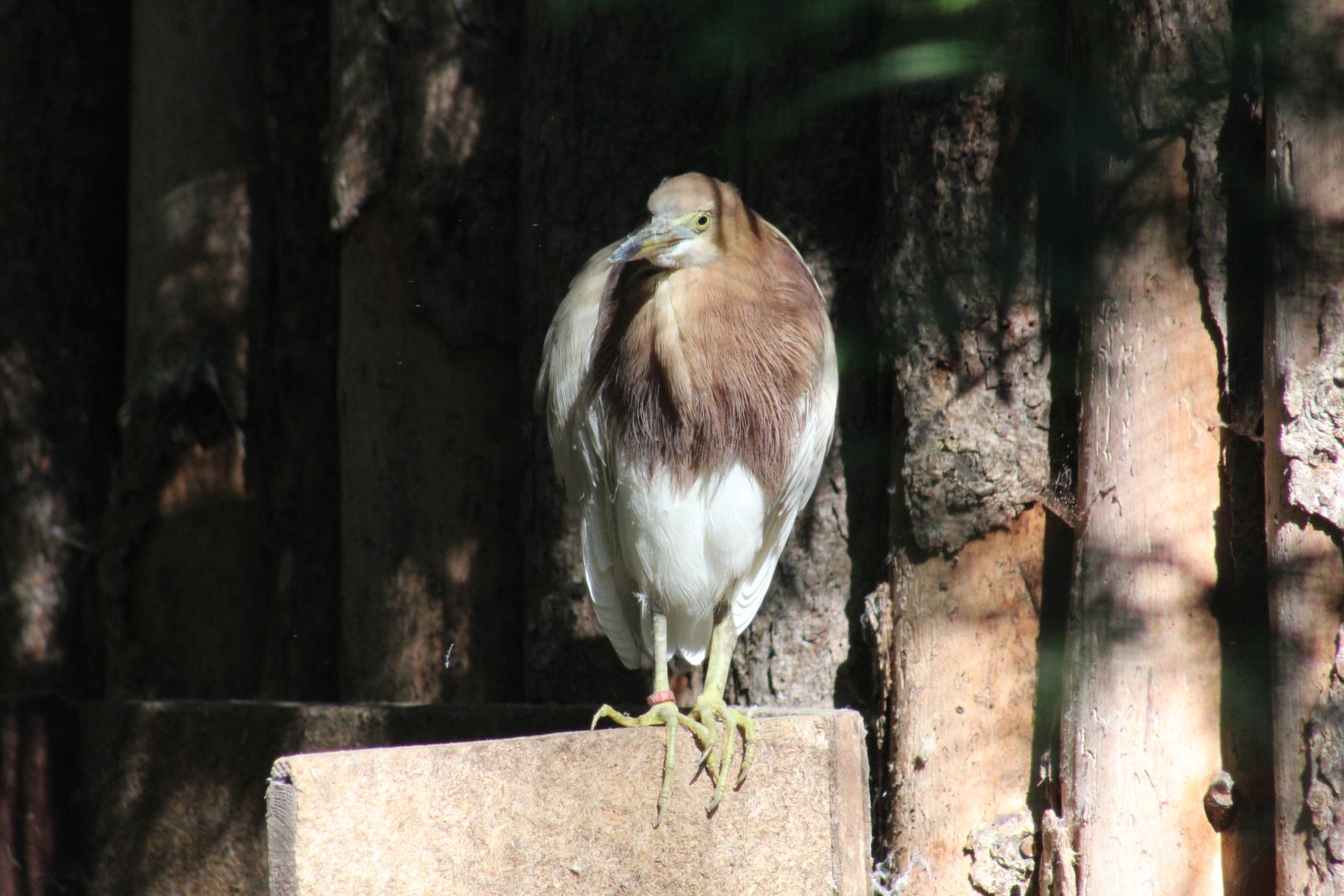 Javan Pond-Heron