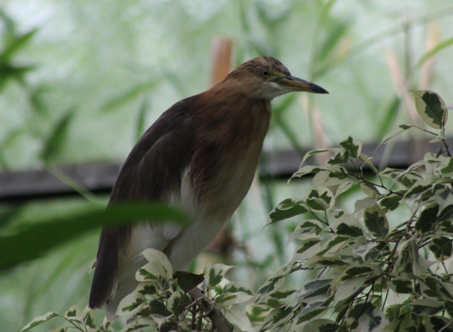 Javan pond heron