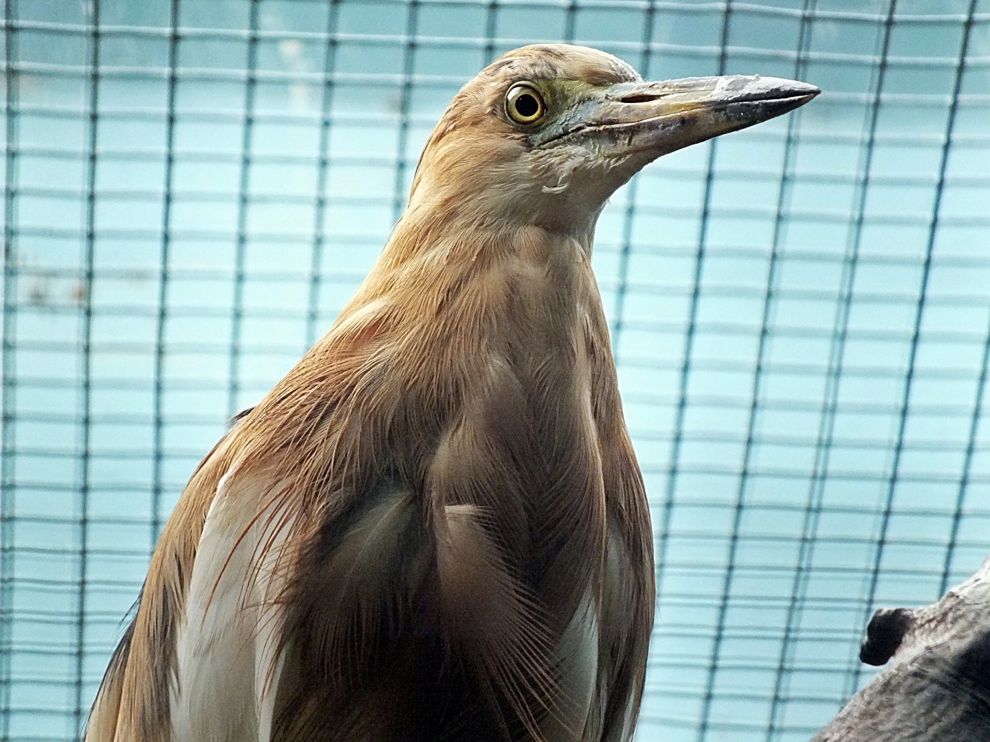 Javan pond-heron