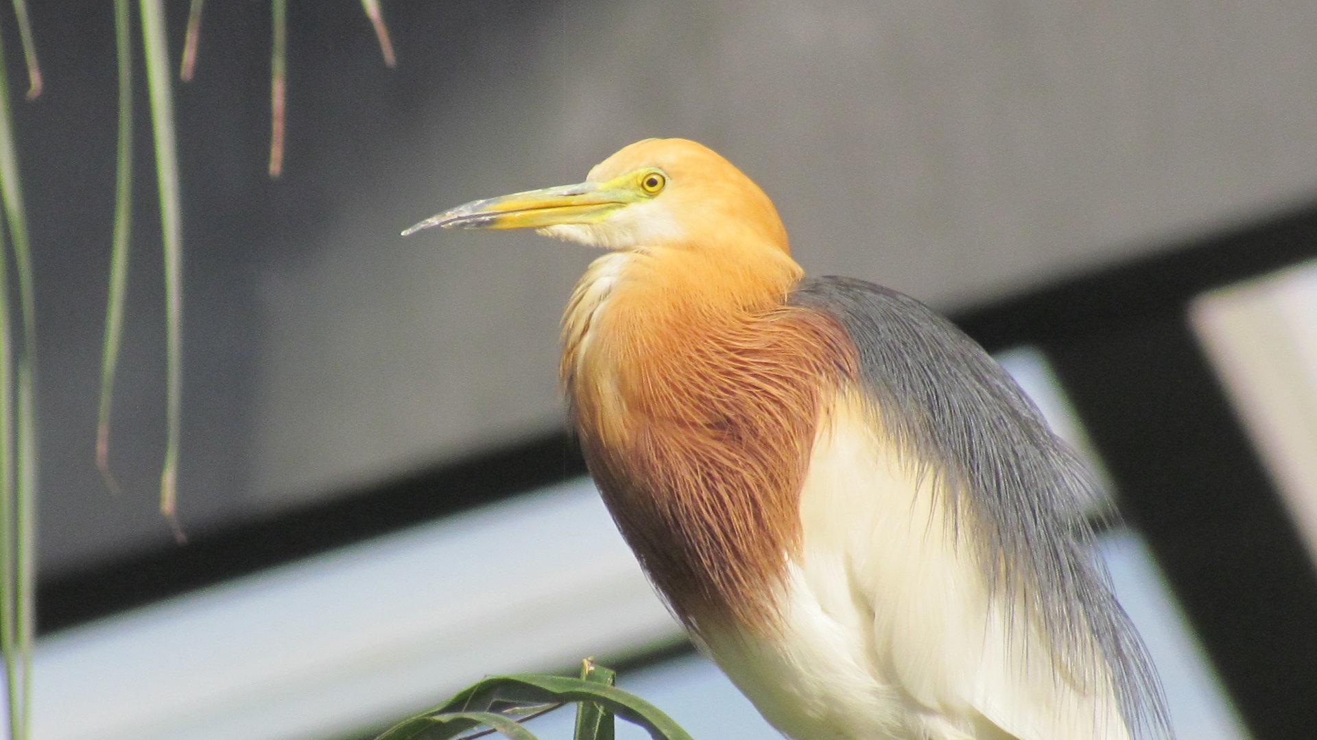 Javan Pond Heron