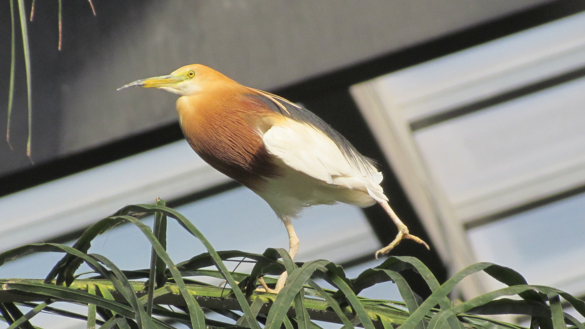 Javan Pond Heron