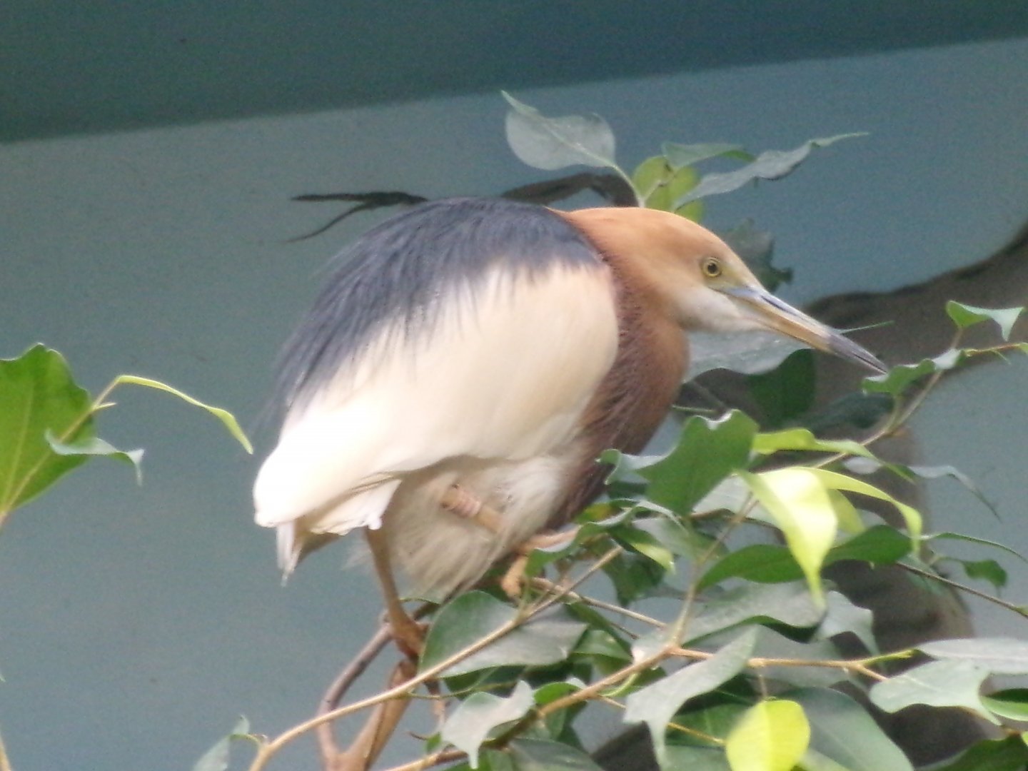 Javan pond heron
