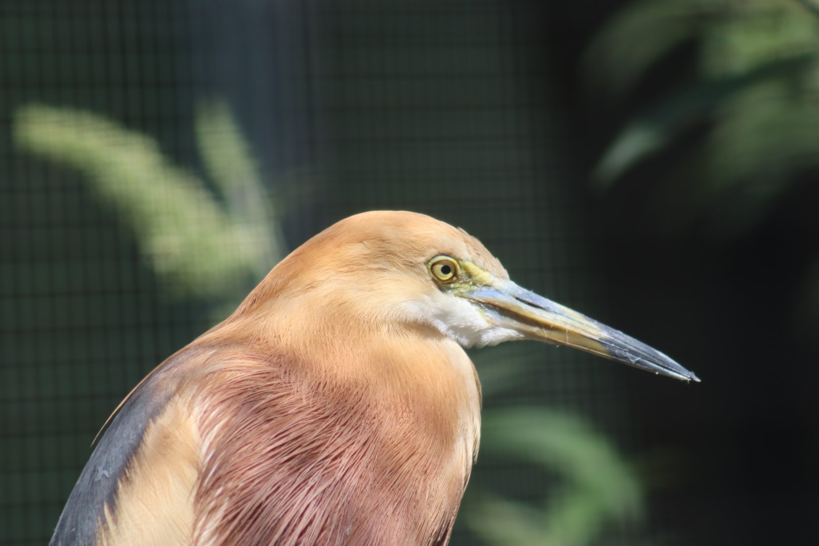 Javan pond-heron