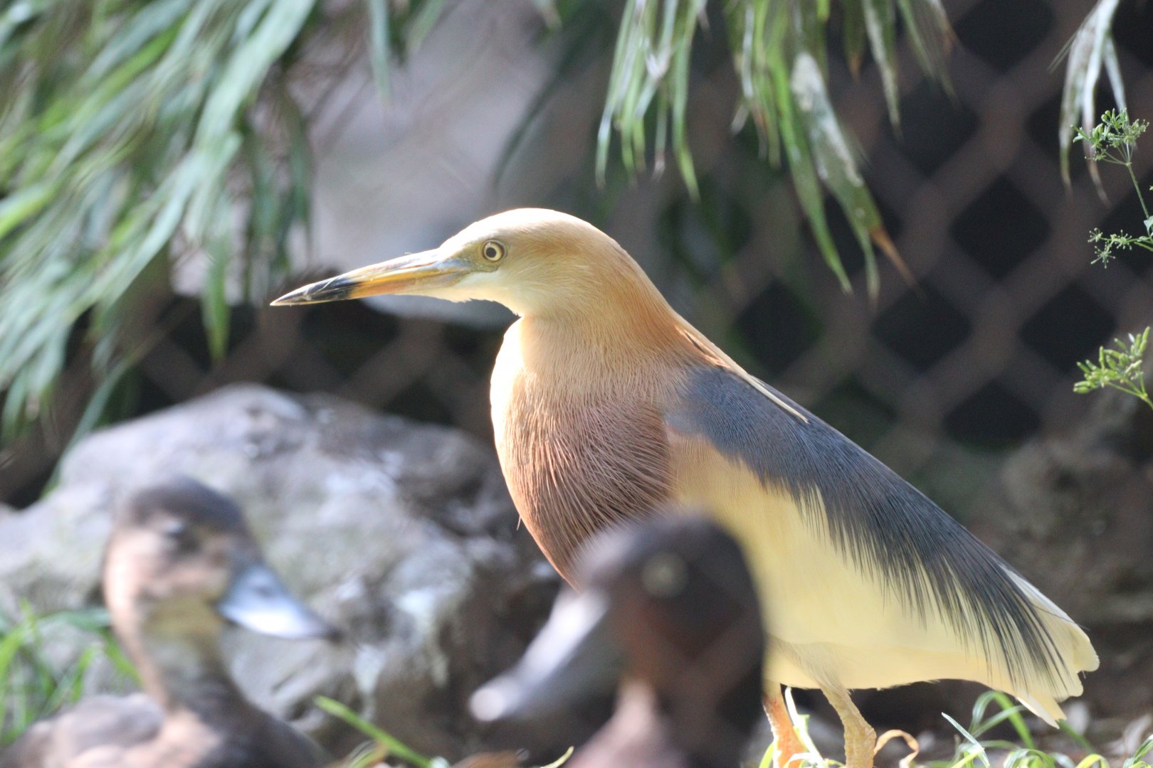 Javan pond-heron
