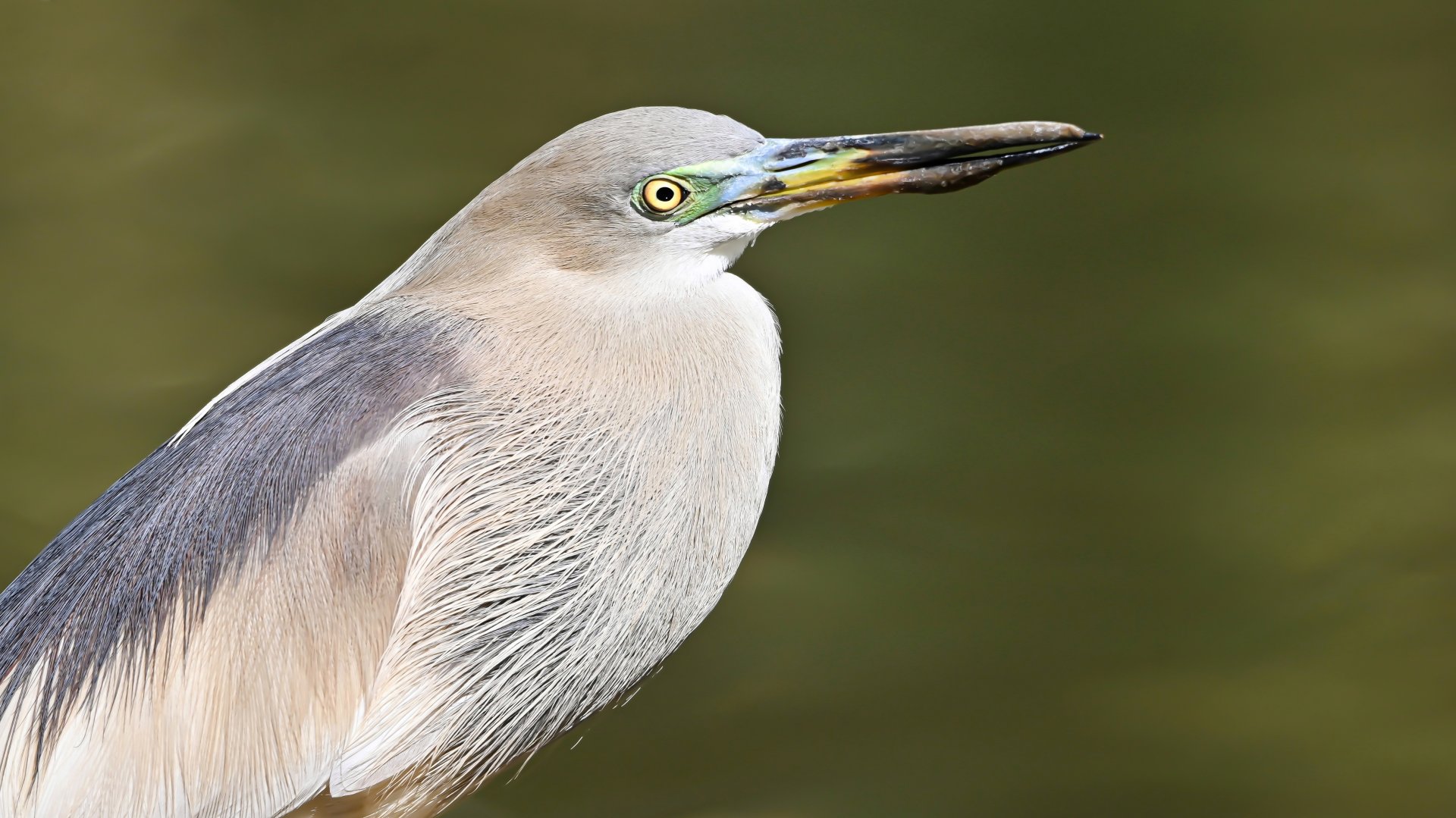 Javan pond heron