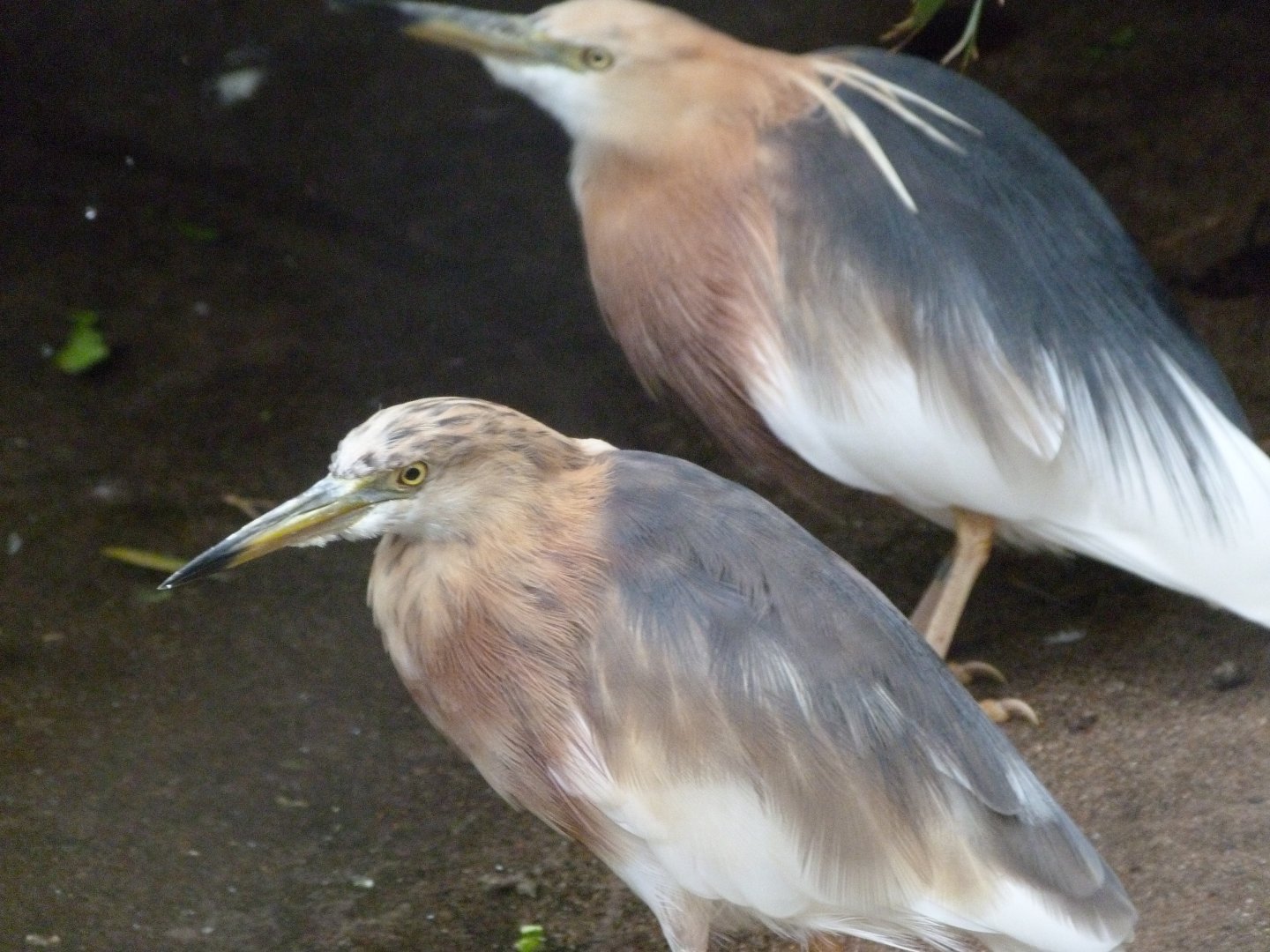 Javan pond-herons -Tierpark Berlin (2024)