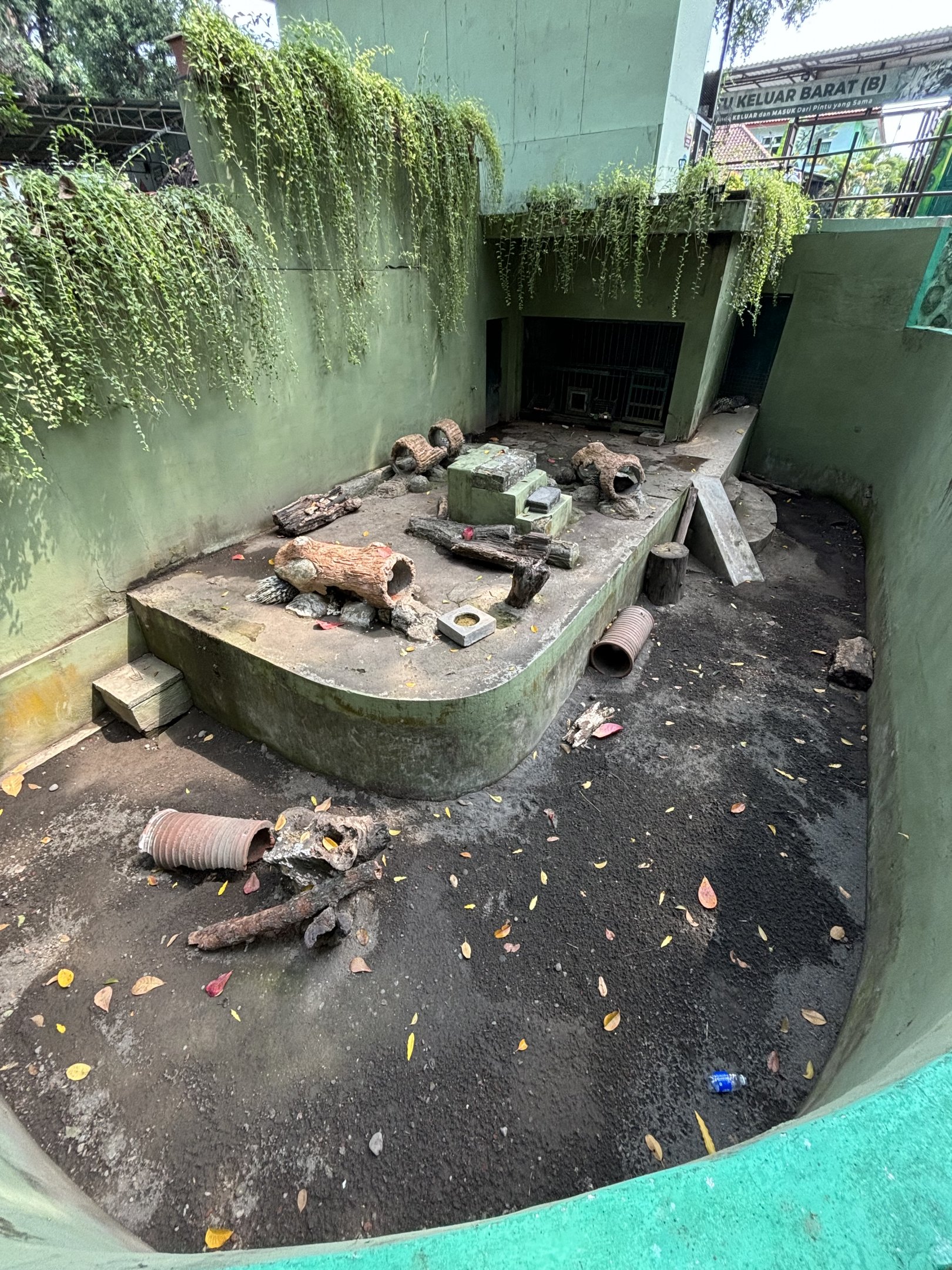 Javan Porcupine Exhibit #1