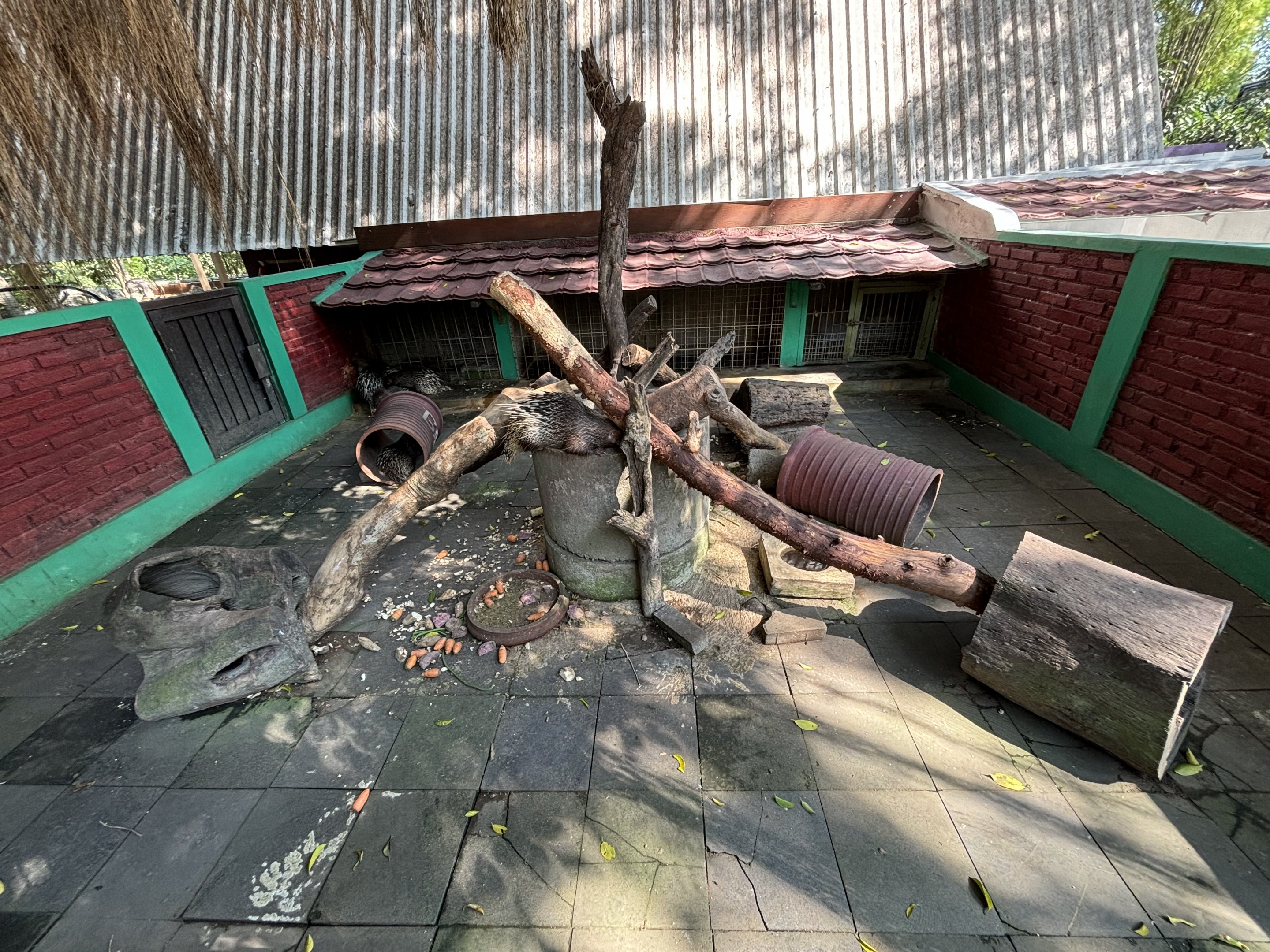 Javan Porcupine Exhibit #2