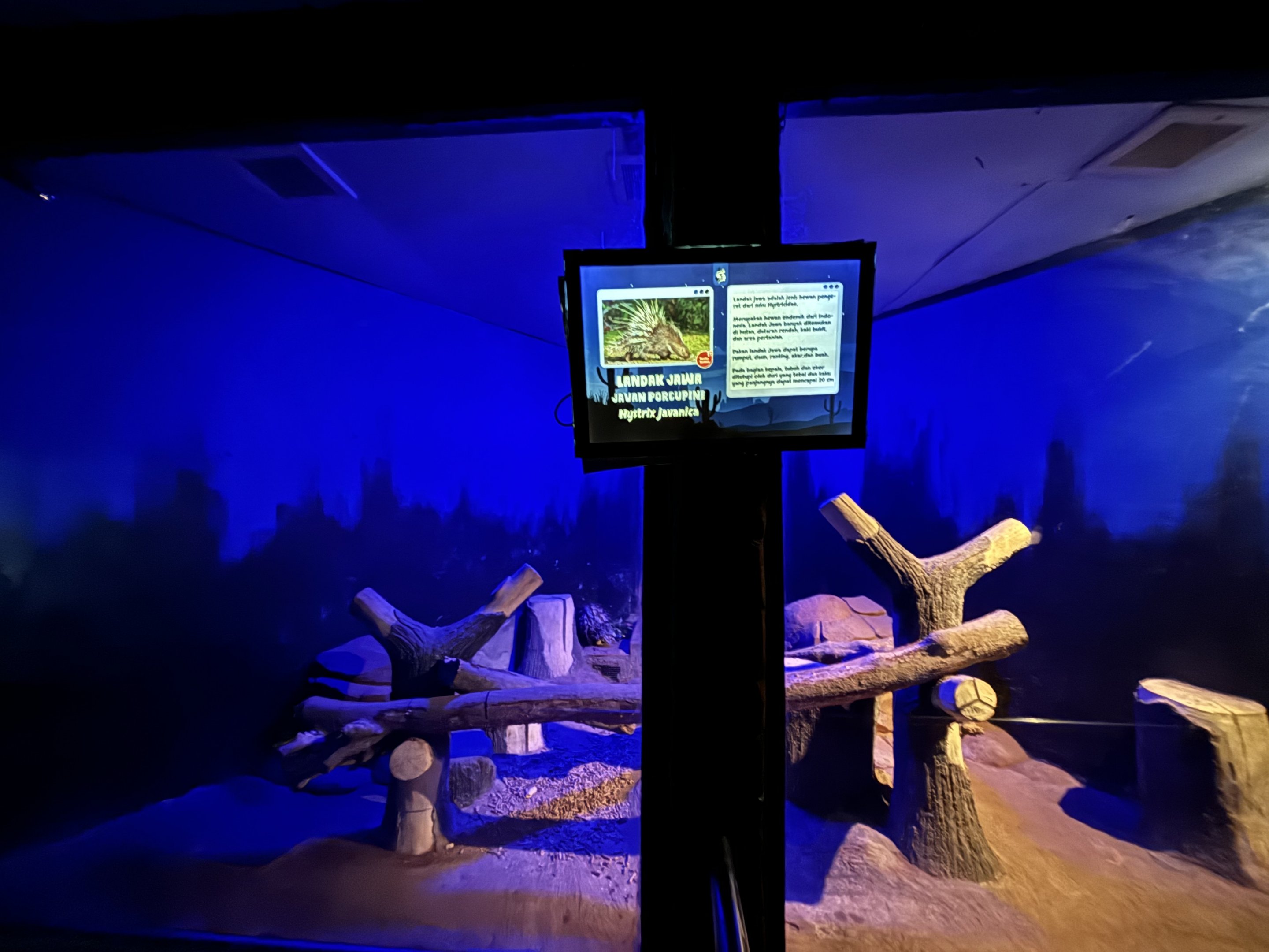 Javan Porcupine Exhibit #3