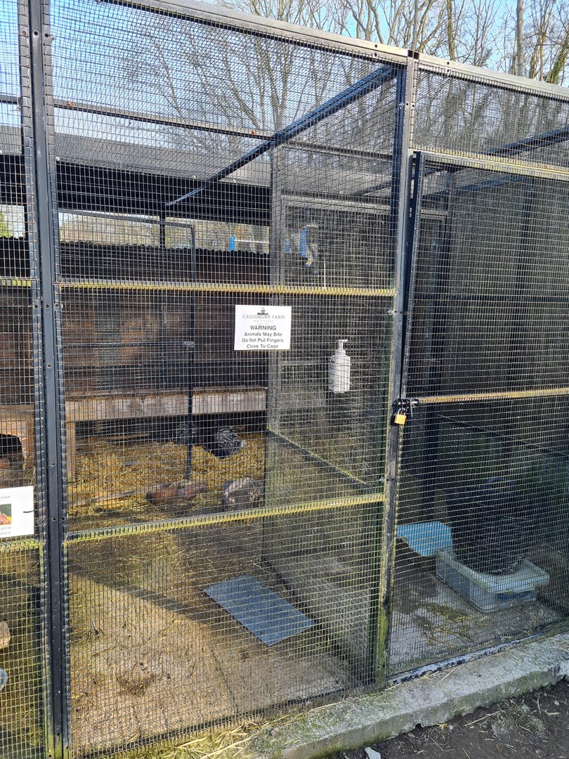 Javan Porcupine Exhibit