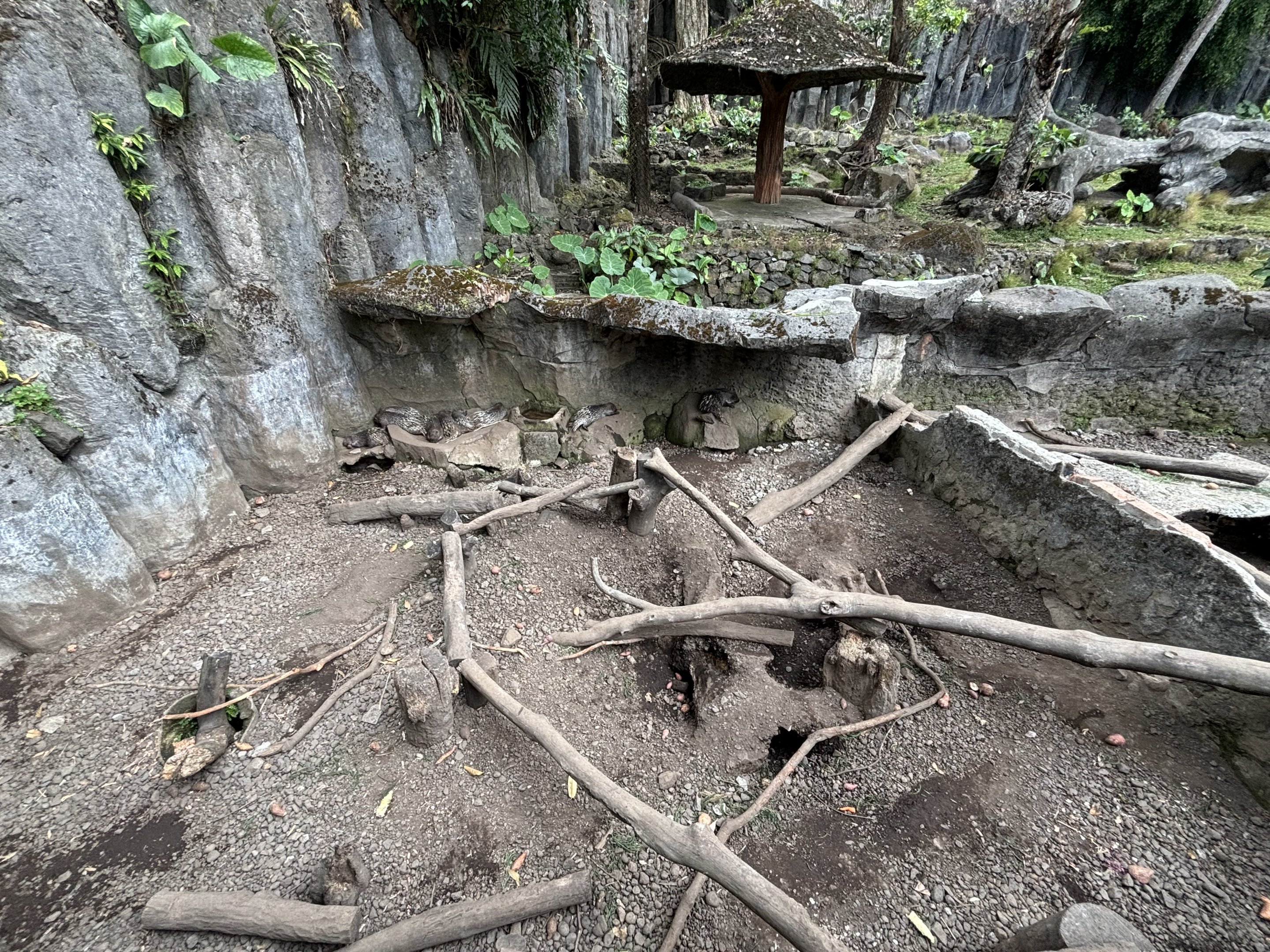 Javan Porcupine Exhibit
