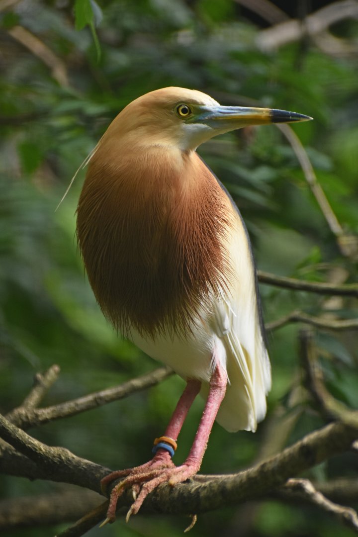 Javan pound heron Ardeola speciosa