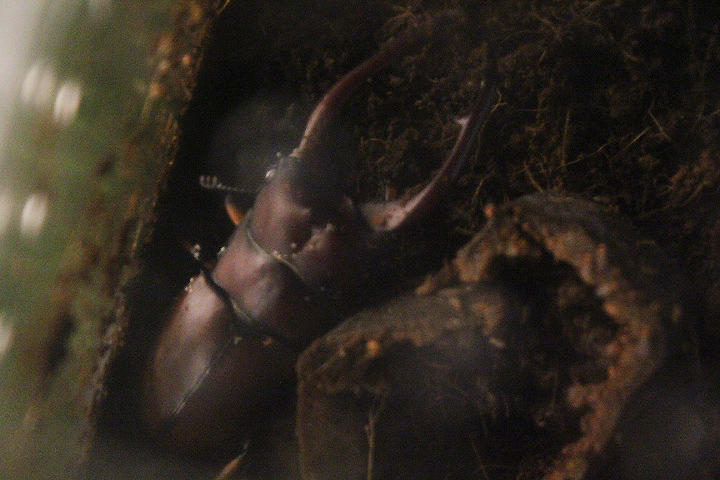 Javan red stag beetle (Prosopocoilus astacoides pallidipennis) - Aviary Park
