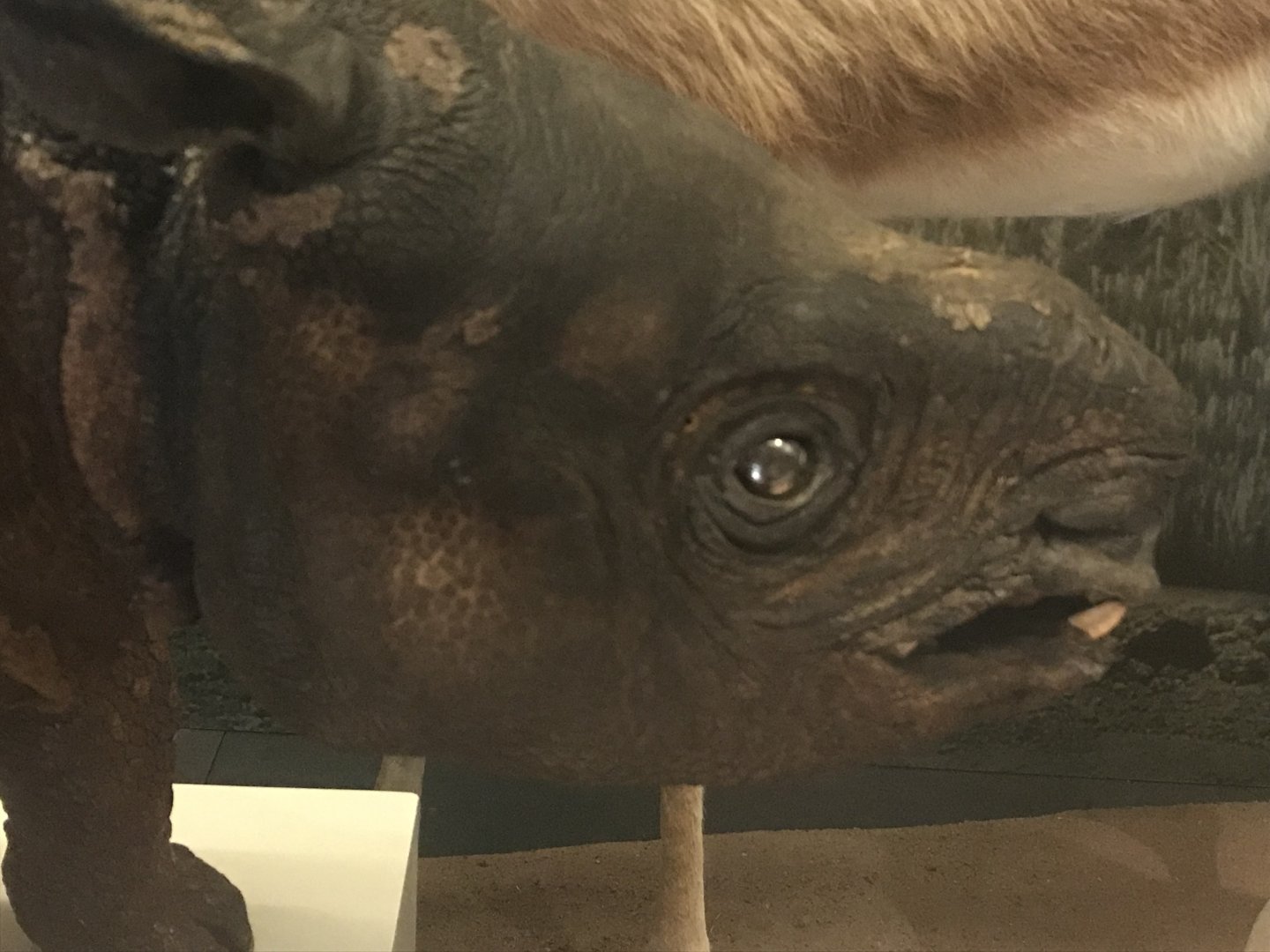 Javan rhino juvenile