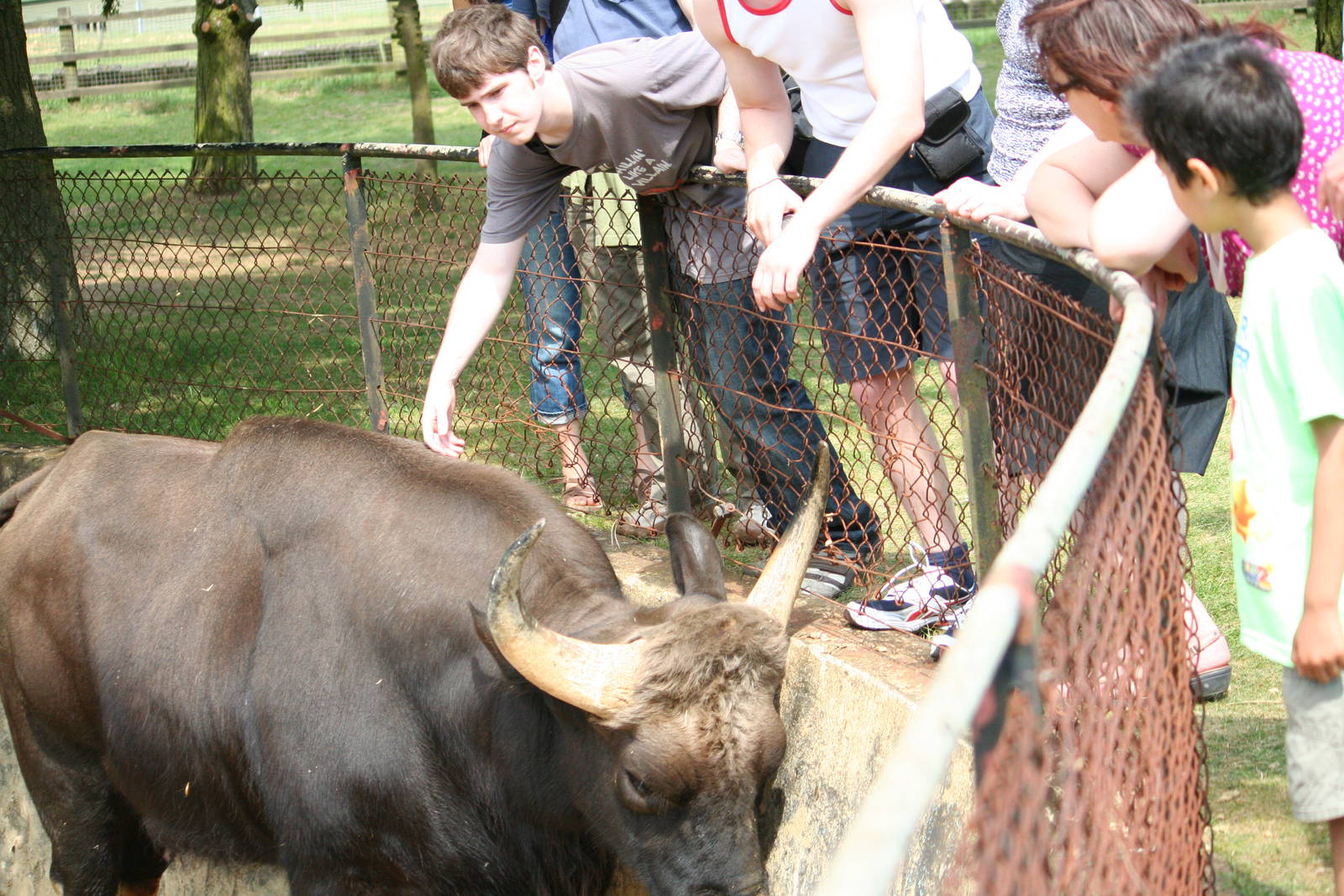 Javan Rhino meets Gaur