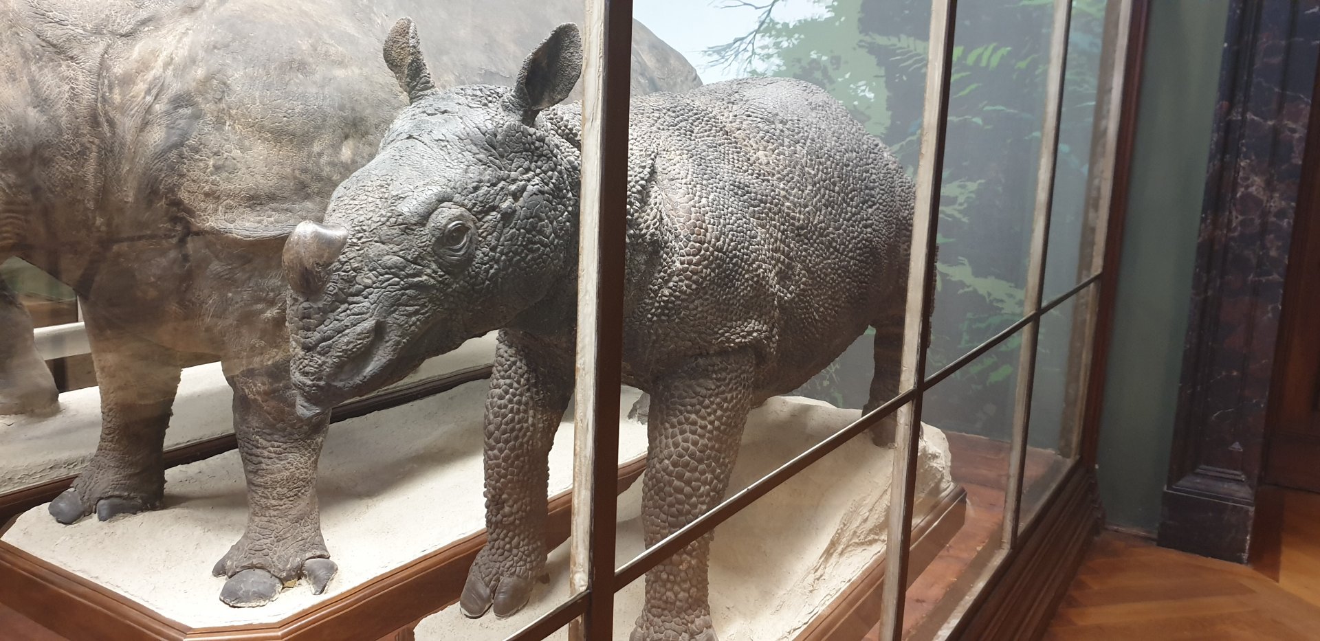 Javan rhino, Natural History Museum Vienna
