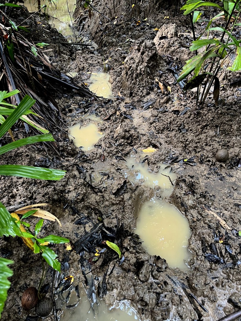 Javan Rhino (Rhinoceros sondaicus) footprints