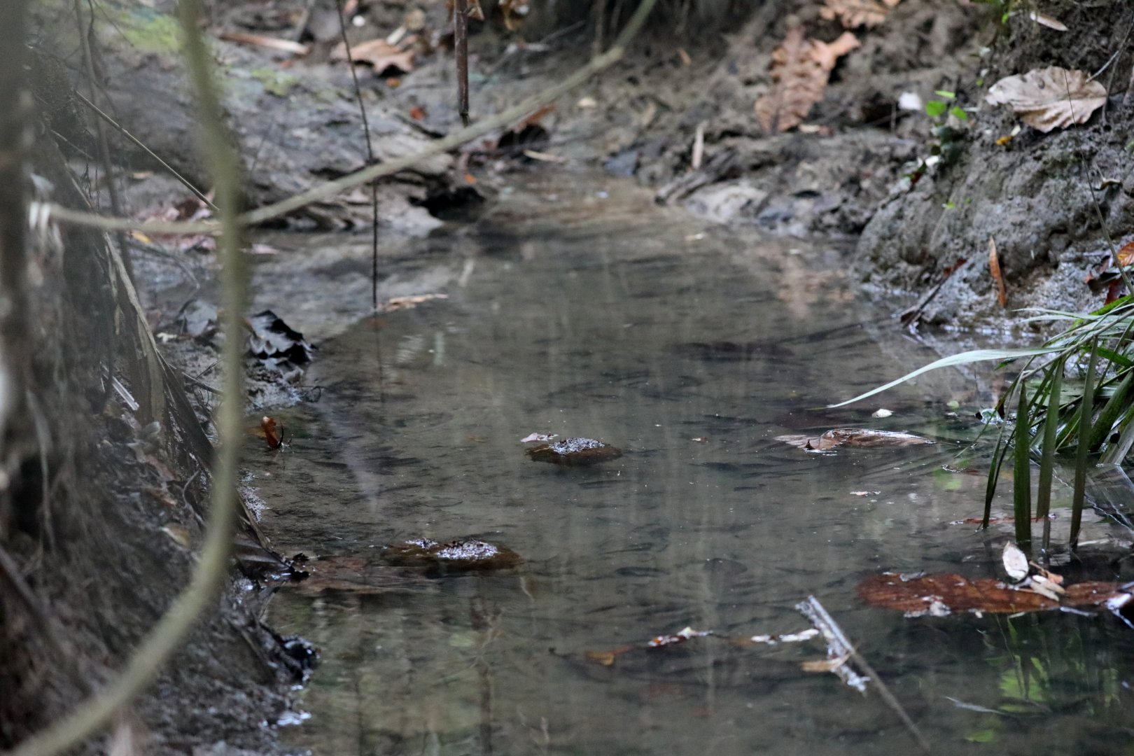 Javan Rhino (Rhinoceros sondaicus) fresh dung