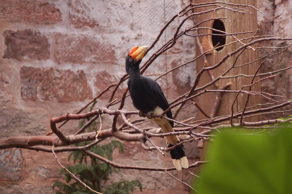 Javan Rhinoceras Hornbill