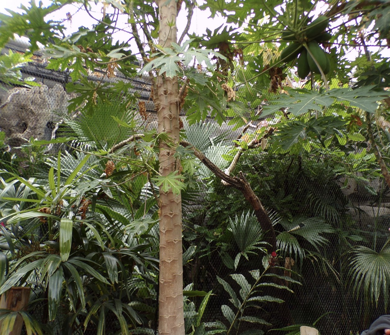 Javan rhinoceros hornbiil indoors 29.6.24