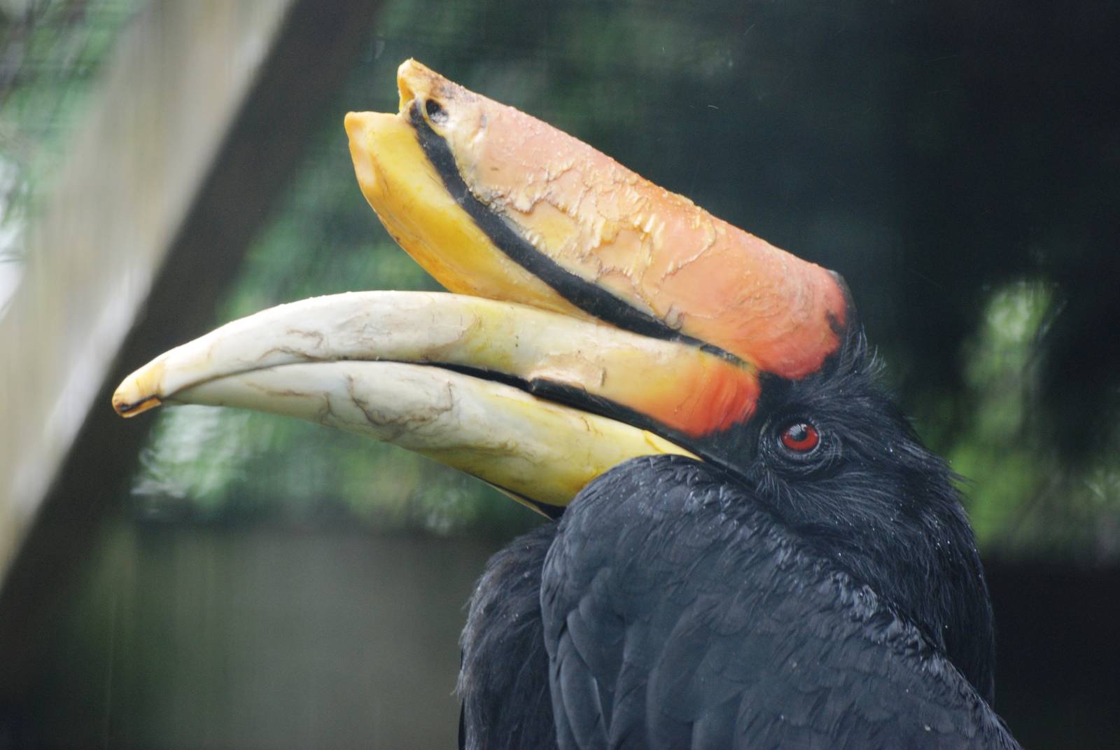 Javan Rhinoceros Hornbill at Avifauna, 04/06/12