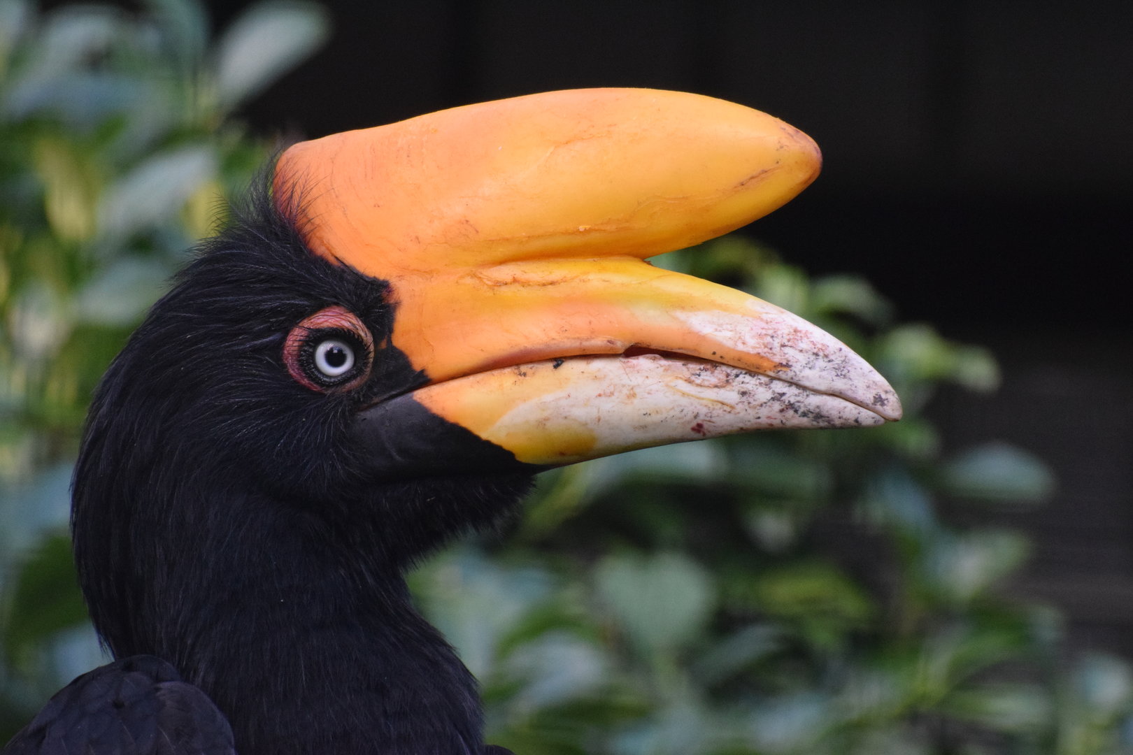 Javan rhinoceros hornbill - August 2023