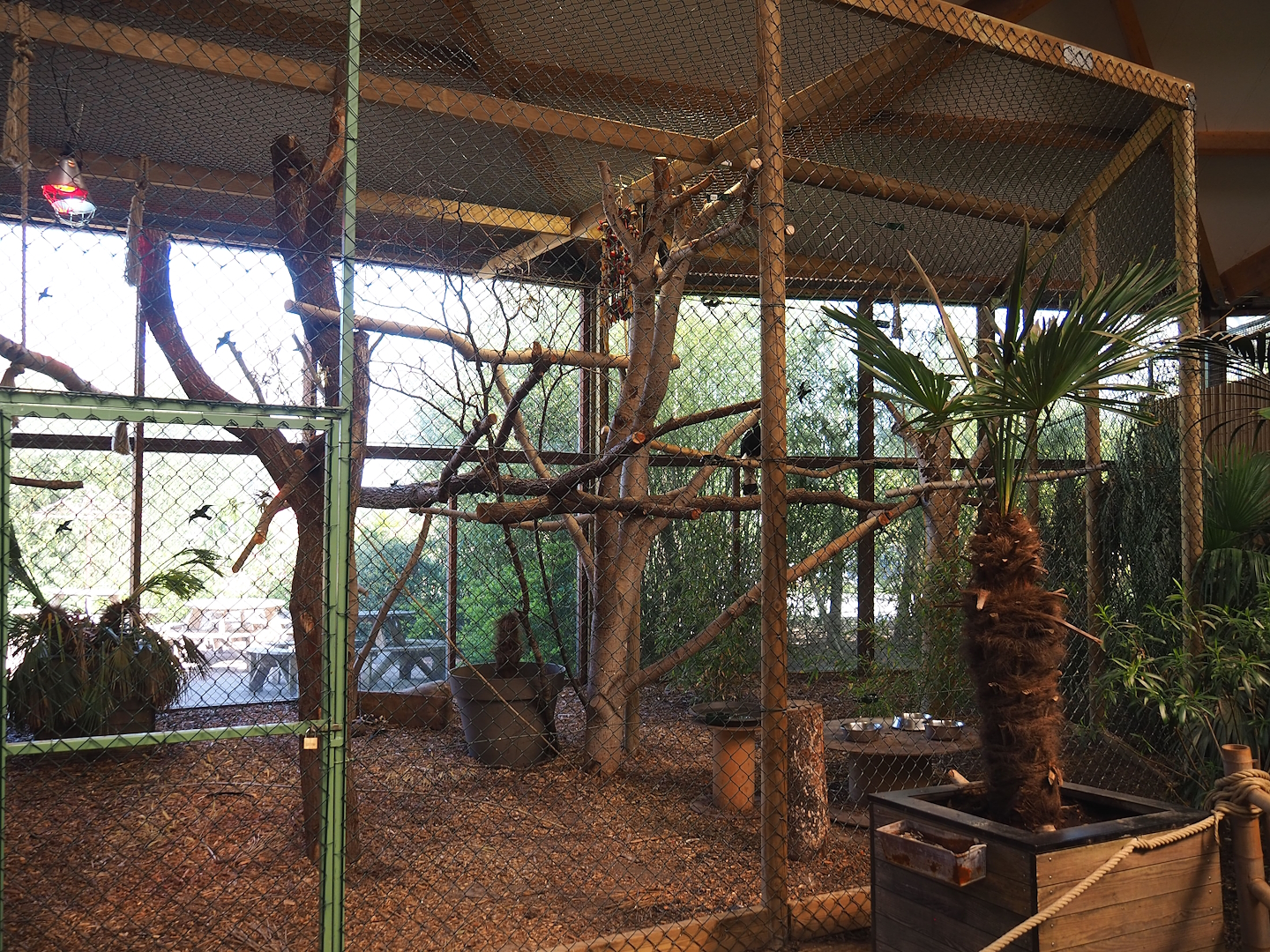 Javan rhinoceros hornbill aviary, 2023-05-19