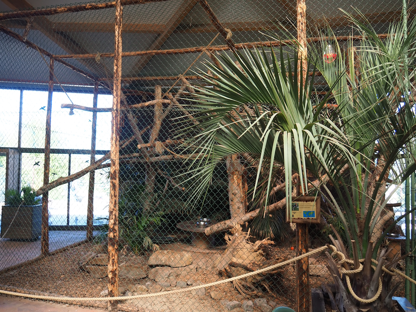 Javan rhinoceros hornbill aviary, 2023-05-19