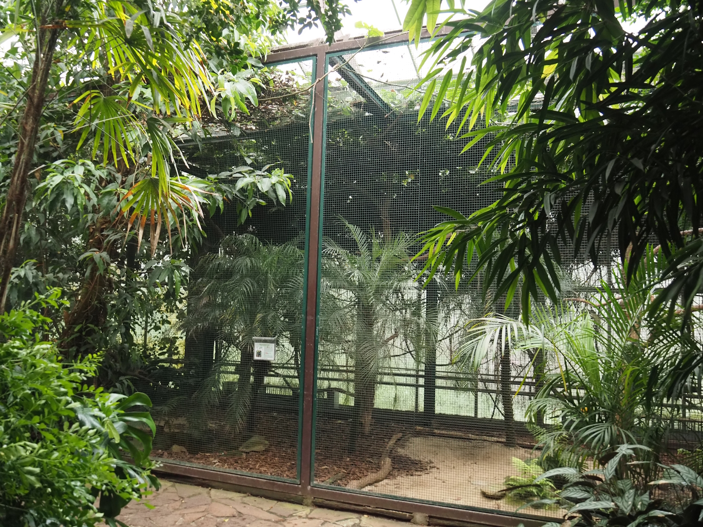 Javan rhinoceros hornbill aviary, 2024-05-22