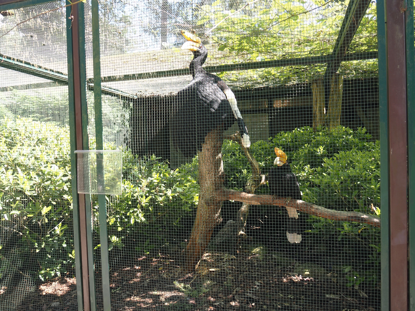 Javan rhinoceros hornbill aviary, 2024-05-23